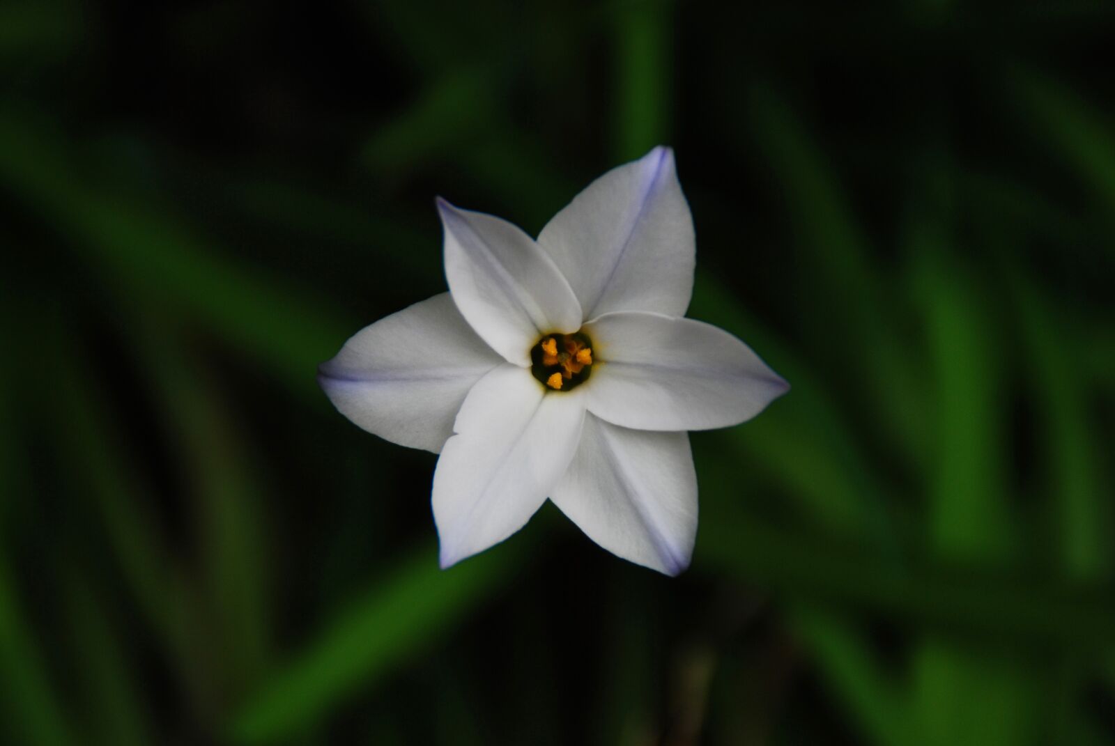 Nikon D40X sample photo. Flower, white, white flower photography