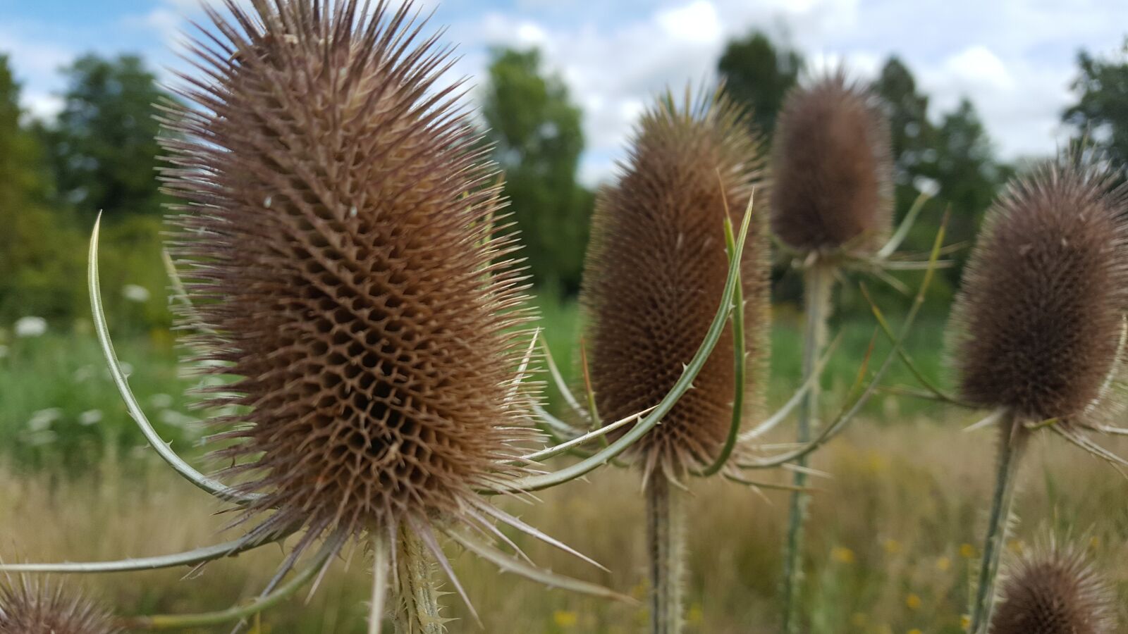 Samsung GALAXY S6 edge sample photo. Flowers, flower, bloom photography