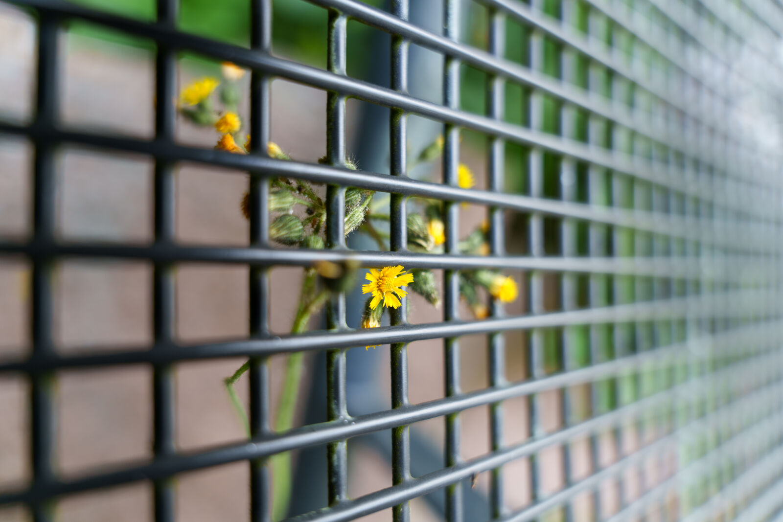 Sony a7R V sample photo. New flower fence photography