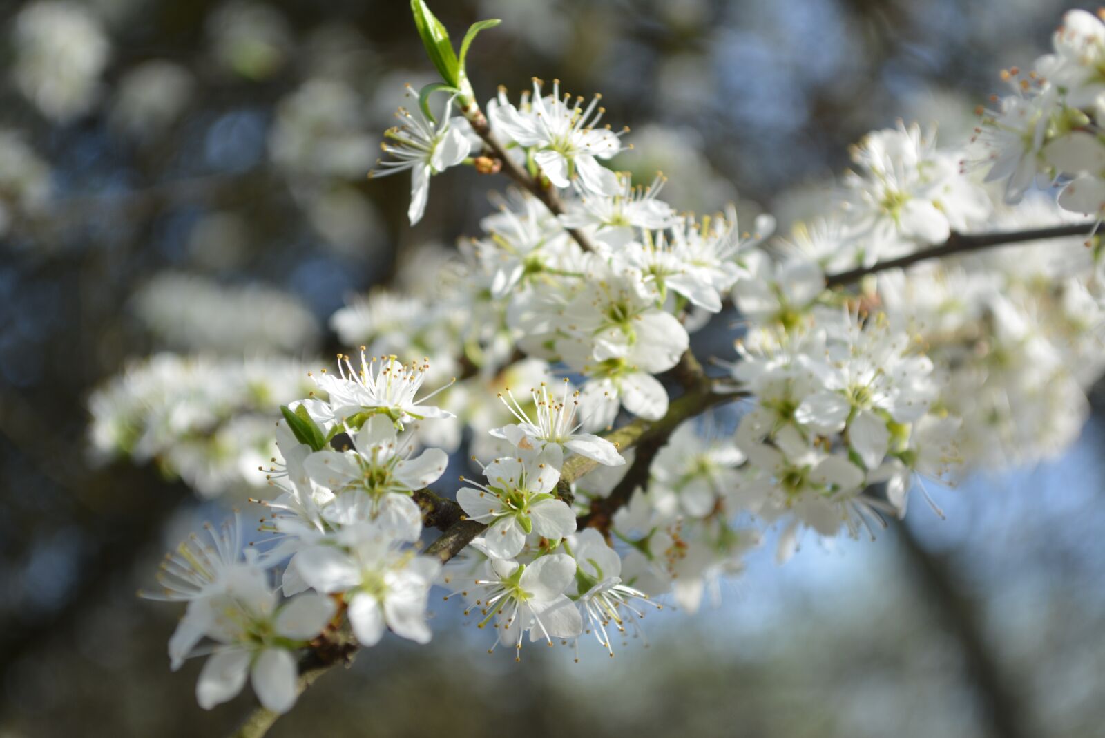 Nikon D5200 sample photo. Cherry blossoms, garden, nature photography