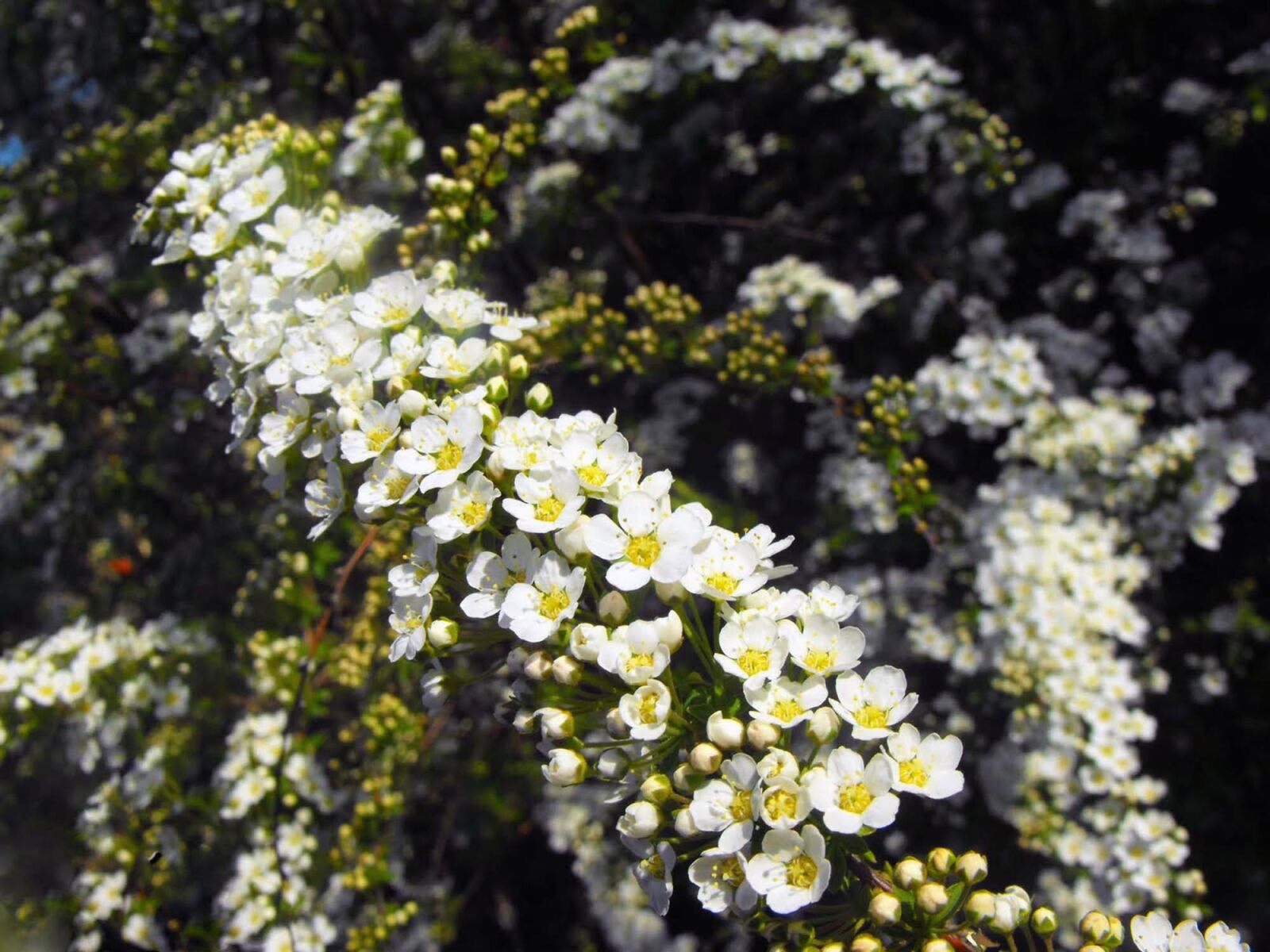 Fujifilm FinePix S1000fd sample photo. White flowers, shrub, garden photography