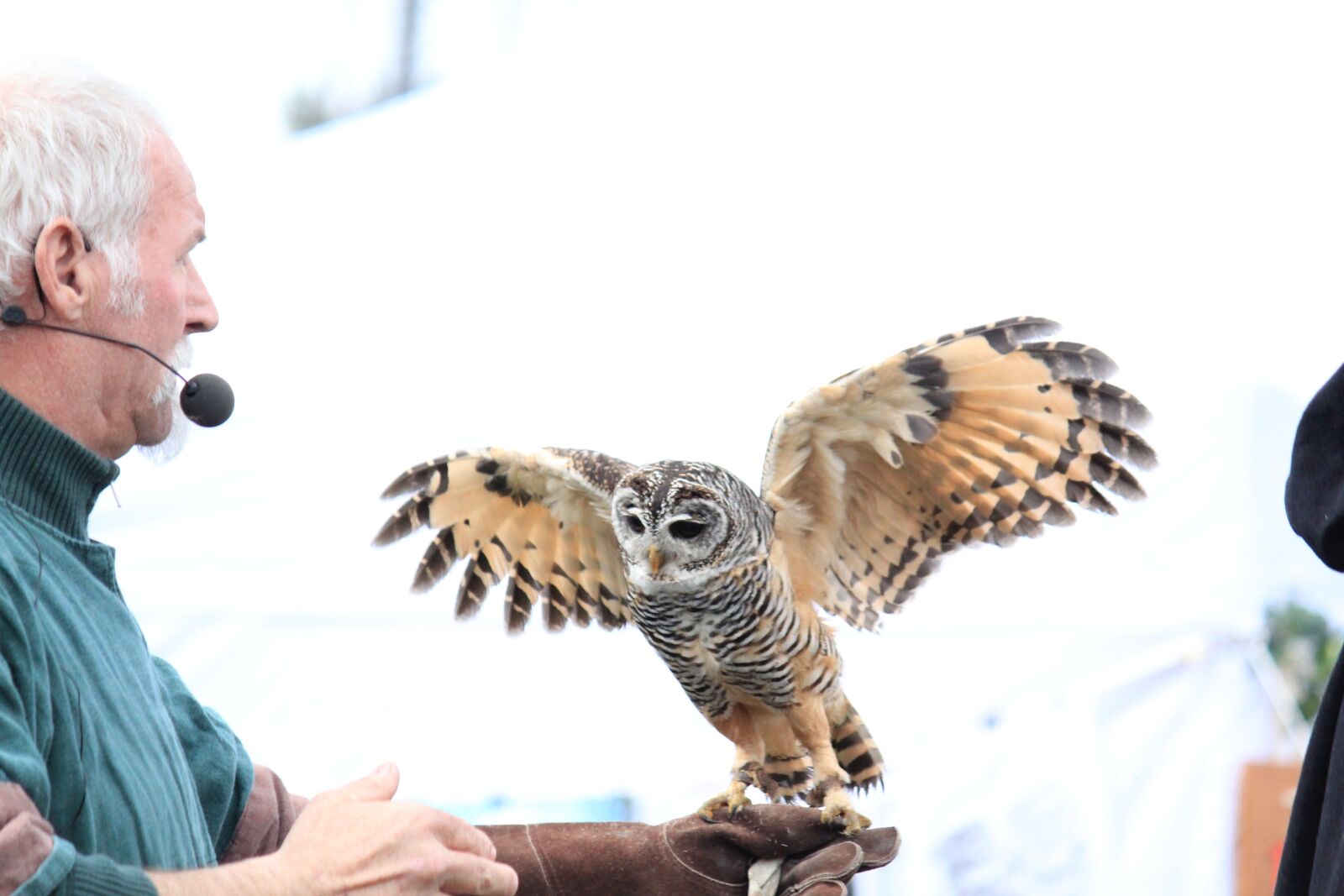 Canon EOS 550D (EOS Rebel T2i / EOS Kiss X4) sample photo. Owl, wing, flying photography