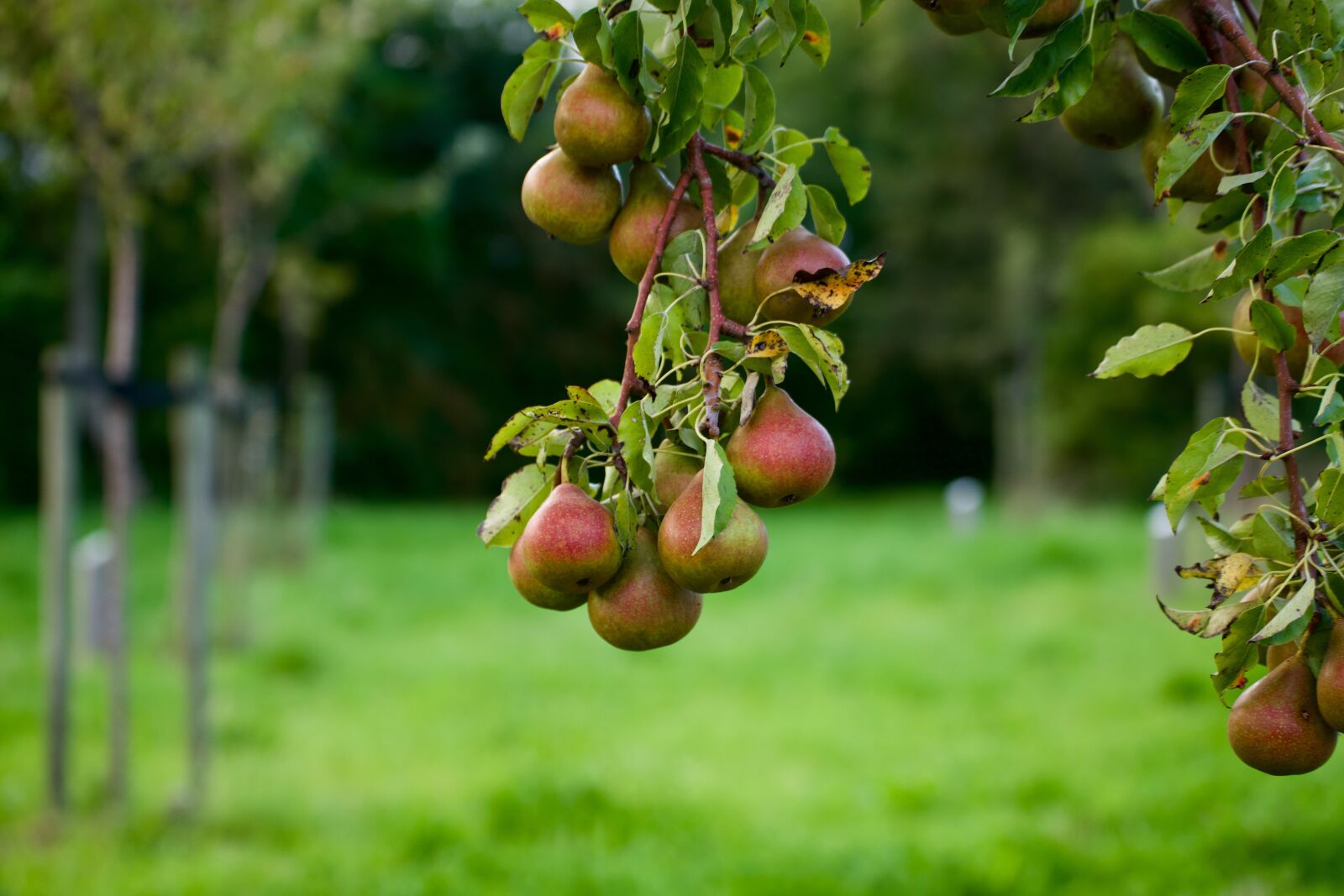 Canon EOS 6D Mark II sample photo. Peer, pears, pear tree photography