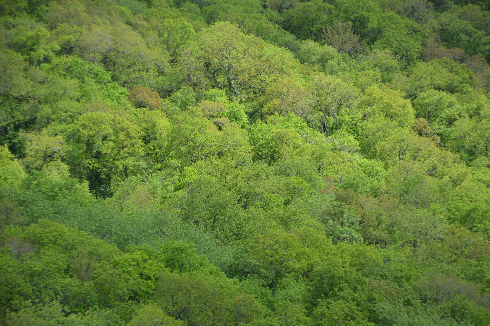 Nikon D5200 sample photo. Peaks trees, trees, forest photography