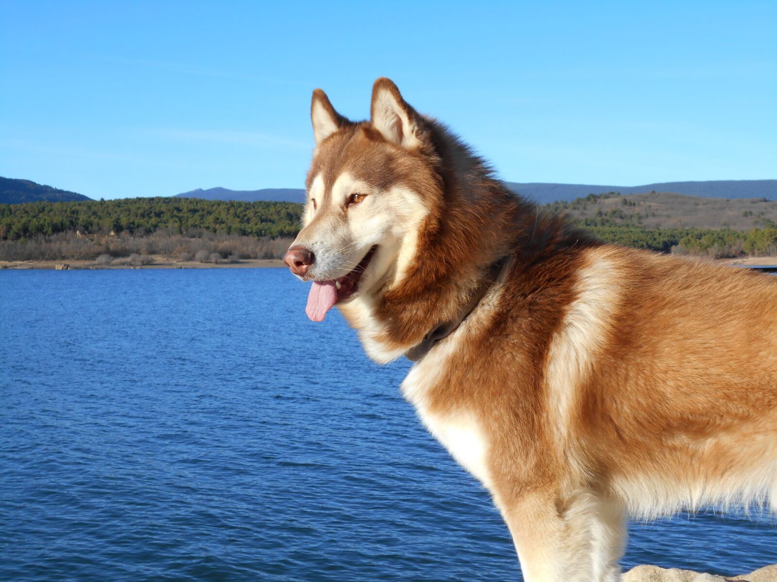 Nikon Coolpix S2900 sample photo. Siberian husky, dog, pet photography