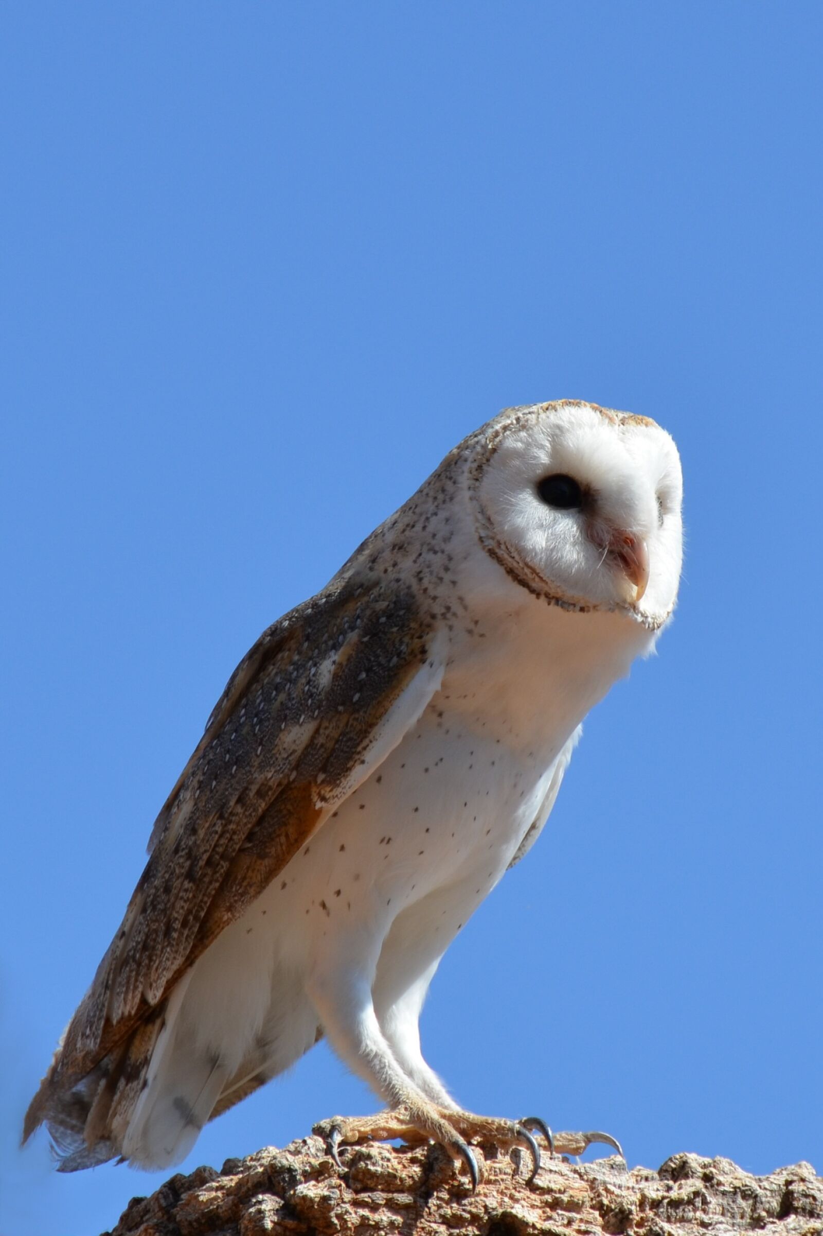 Nikon D5100 sample photo. Barn owl, owl, bird photography