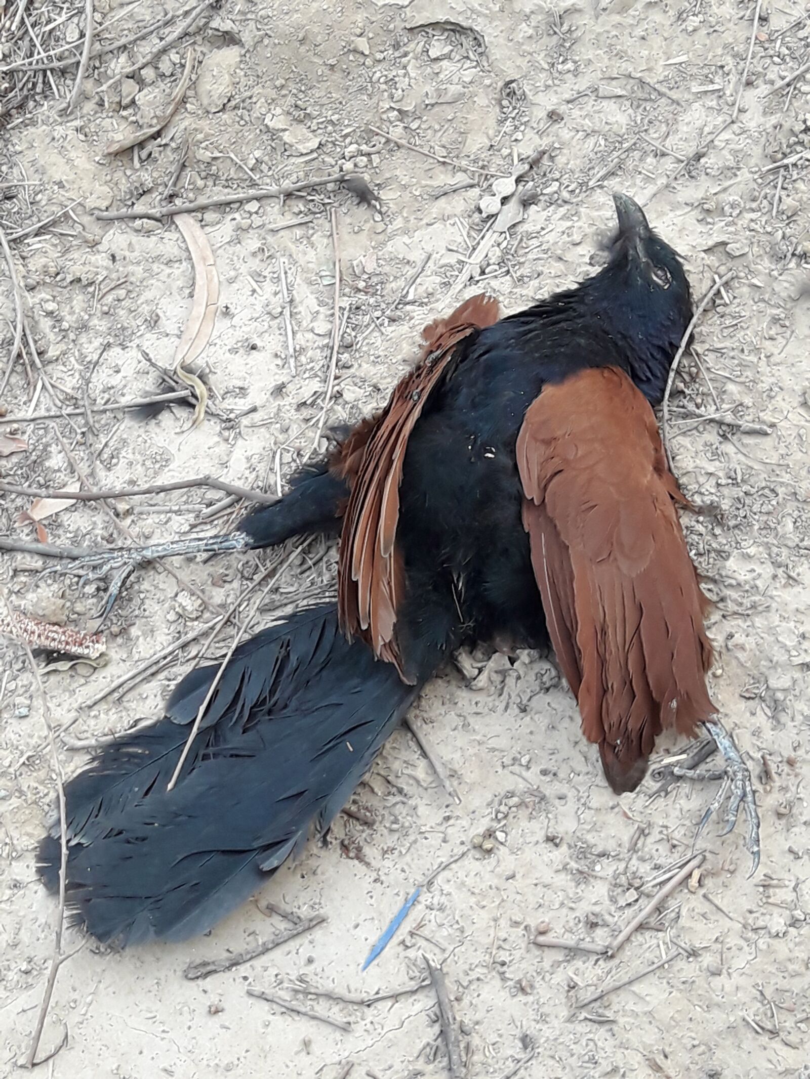Samsung Galaxy J7 Neo sample photo. Hen, sea hen, bird photography