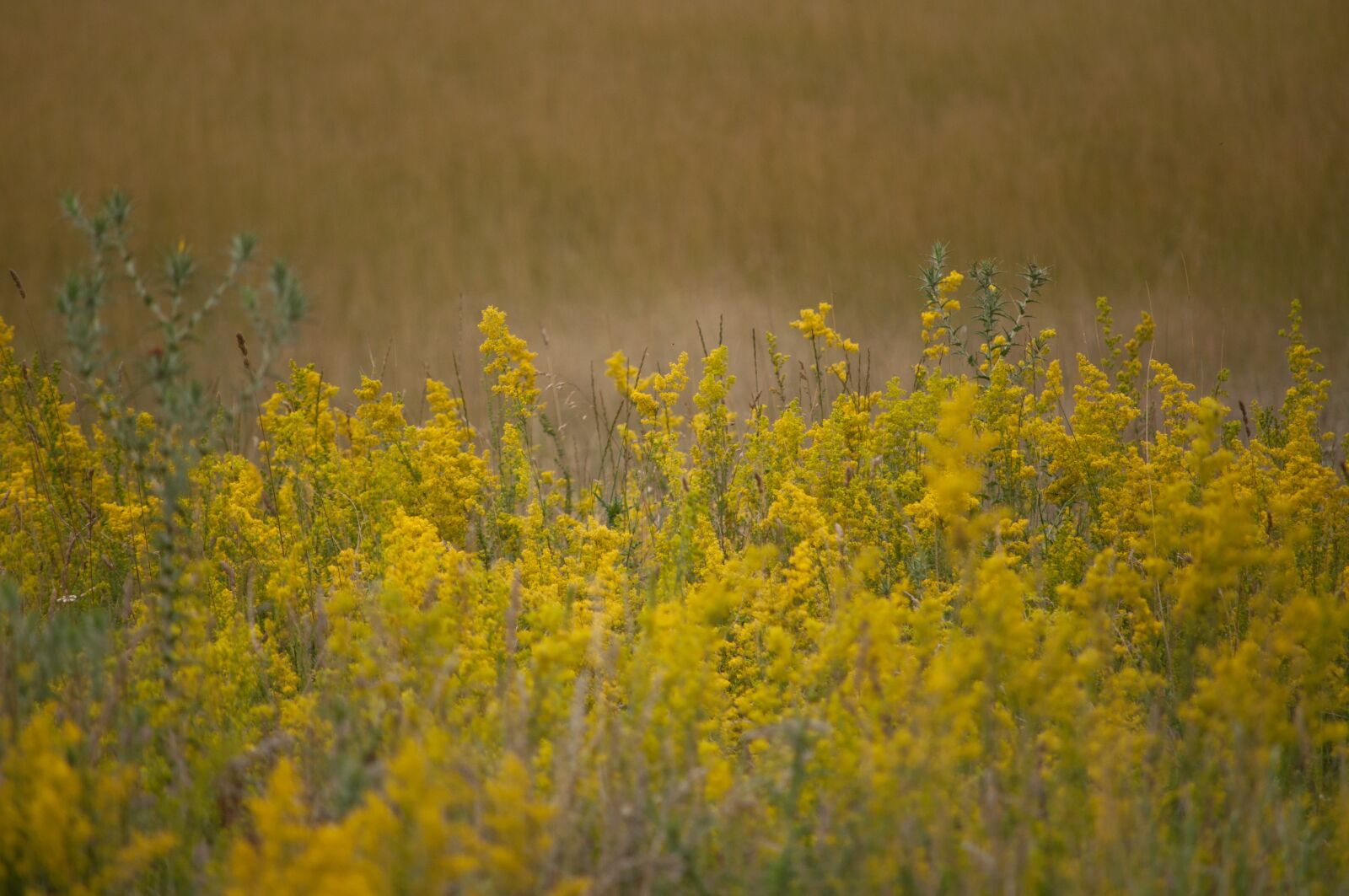Nikon D90 sample photo. Yellow, brown, flower photography