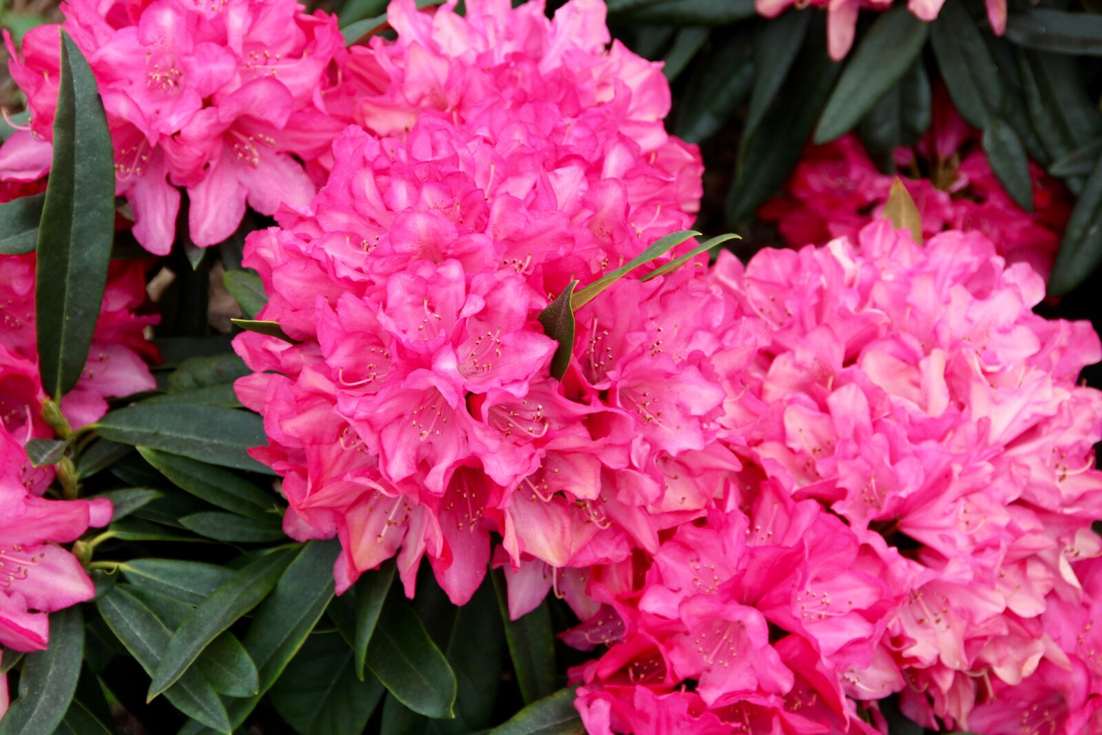 Canon EOS 60D sample photo. Peony, bush, state garden photography