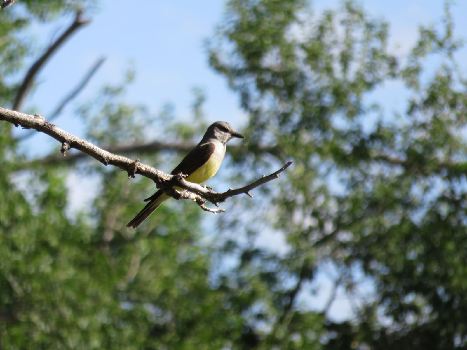 Canon PowerShot SX700 HS sample photo. Bird, nature, trees photography
