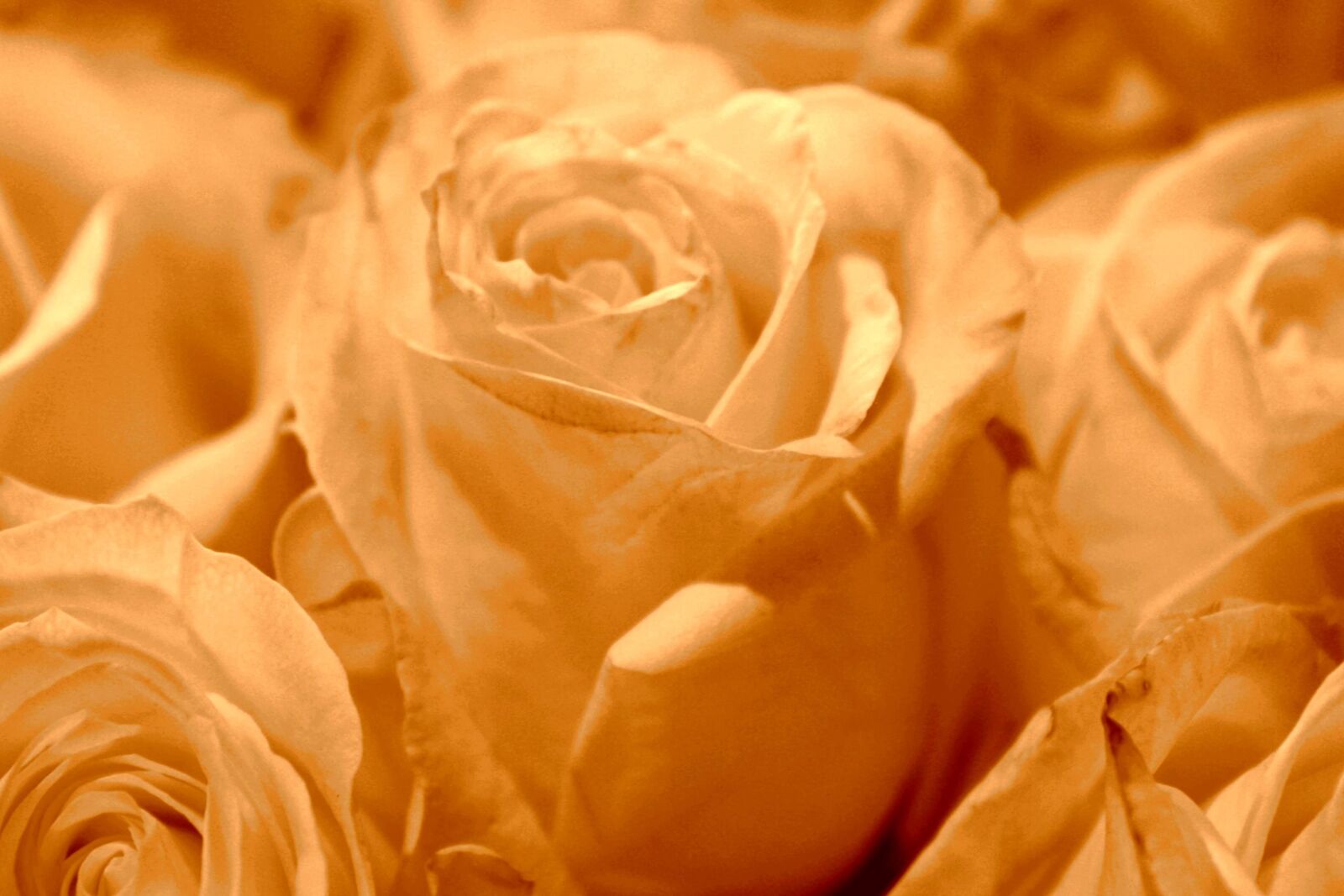 f/3.5-5.6 IS sample photo. Sepia color, white roses photography