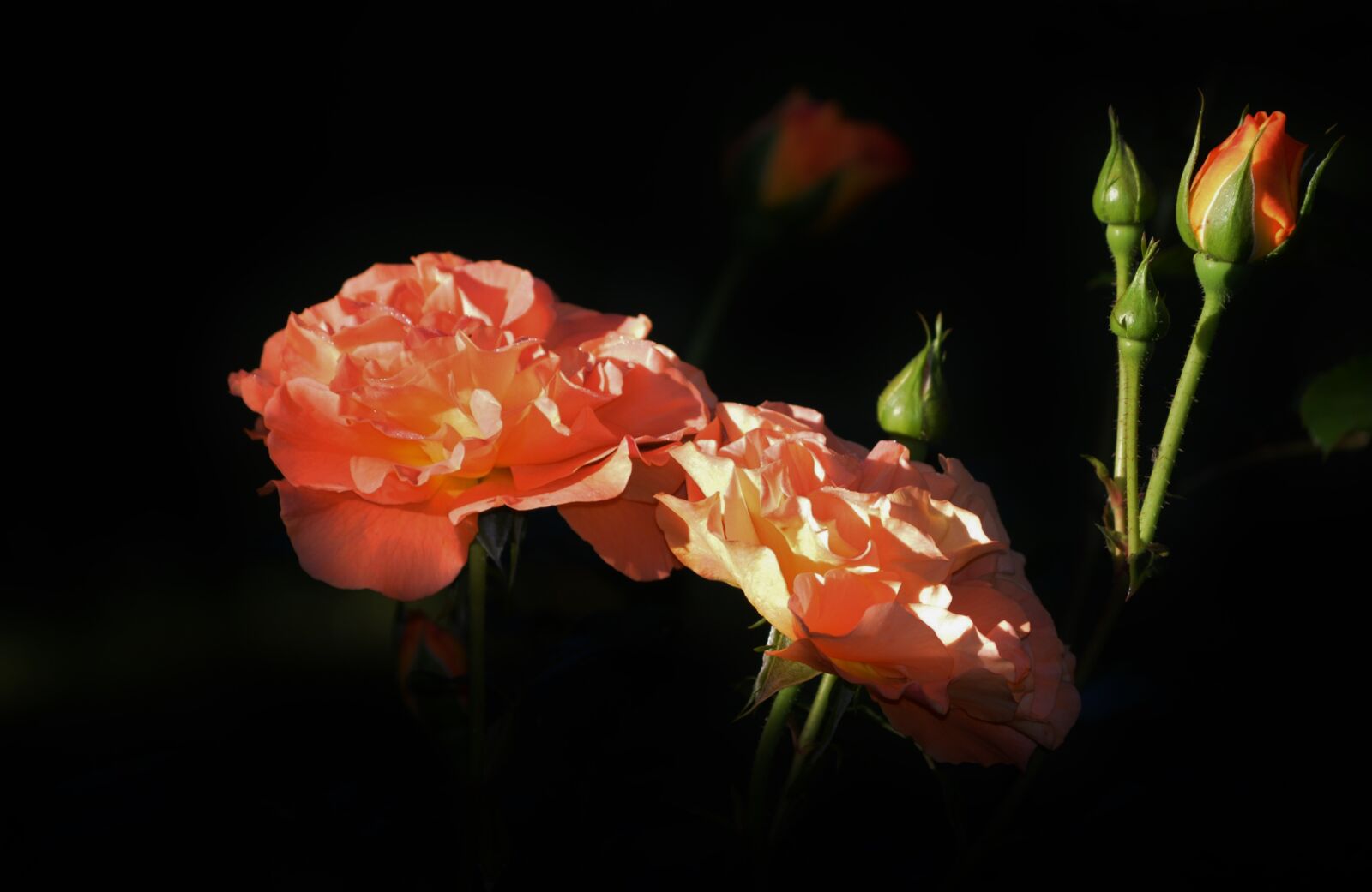 Nikon D3200 sample photo. Roses, flowers, bud photography