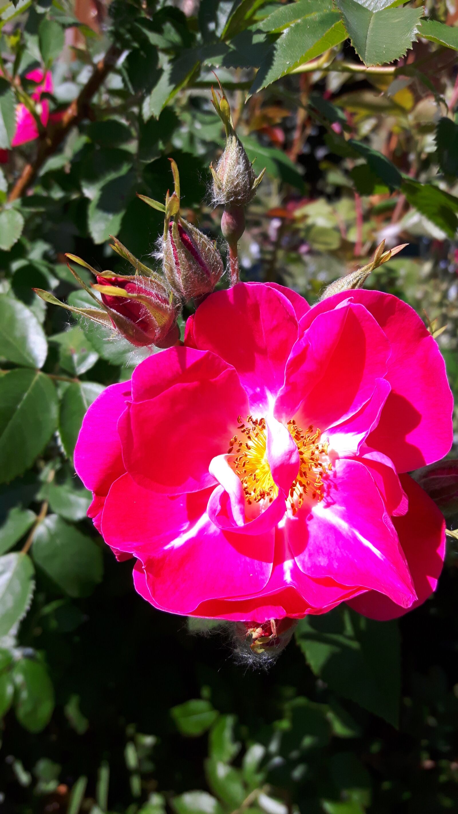 Samsung Galaxy S5 Neo sample photo. Rose, flower, floral photography