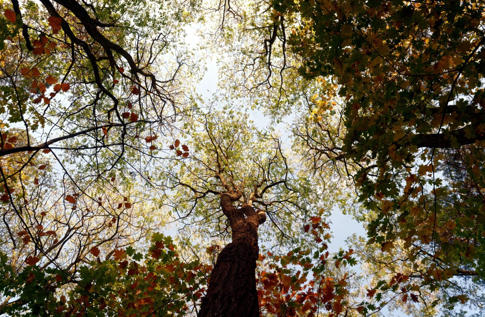 Nikon D3100 sample photo. Trees, forest, nature photography