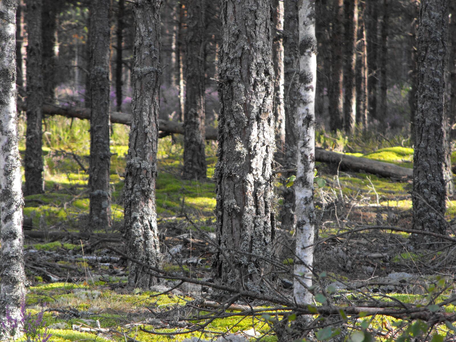 Fujifilm FinePix S1000fd sample photo. Sunbeam, forest, pine photography