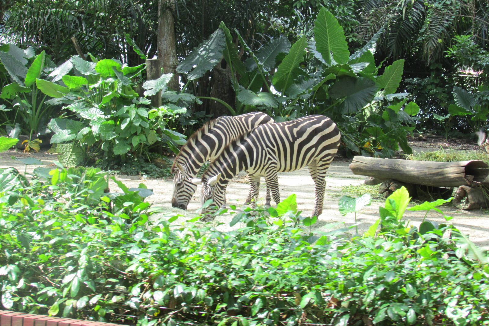 Canon PowerShot SX500 IS sample photo. Singapore zoo, zoo, zebra photography