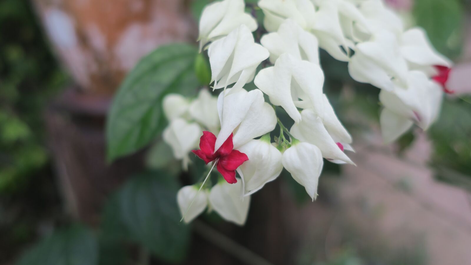 Canon PowerShot G9 X sample photo. Flowers, nature, white flowers photography