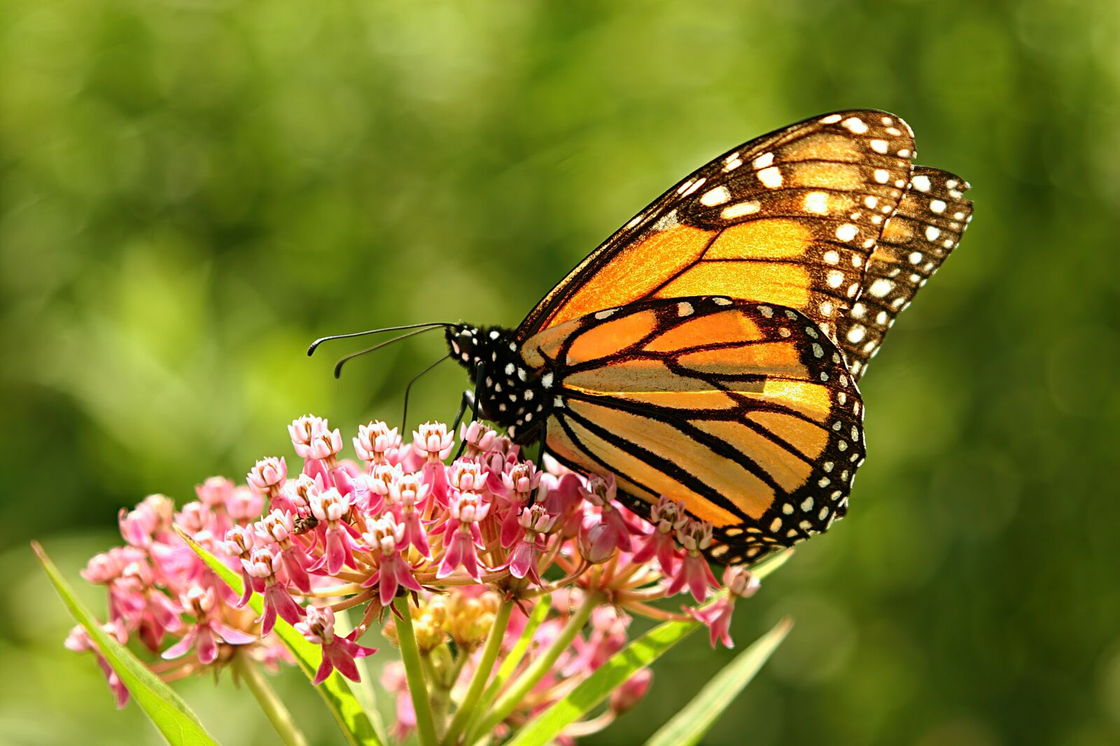 Canon EOS 20D sample photo. Butterfly, monarch, insect photography