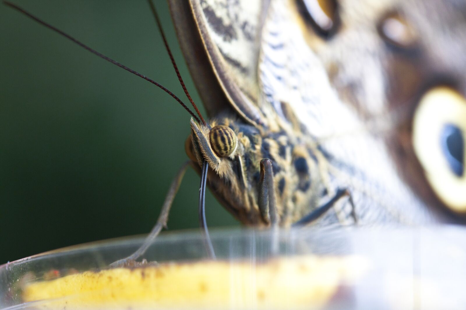 Canon EOS 5D Mark II sample photo. Butterfly, green, flora photography