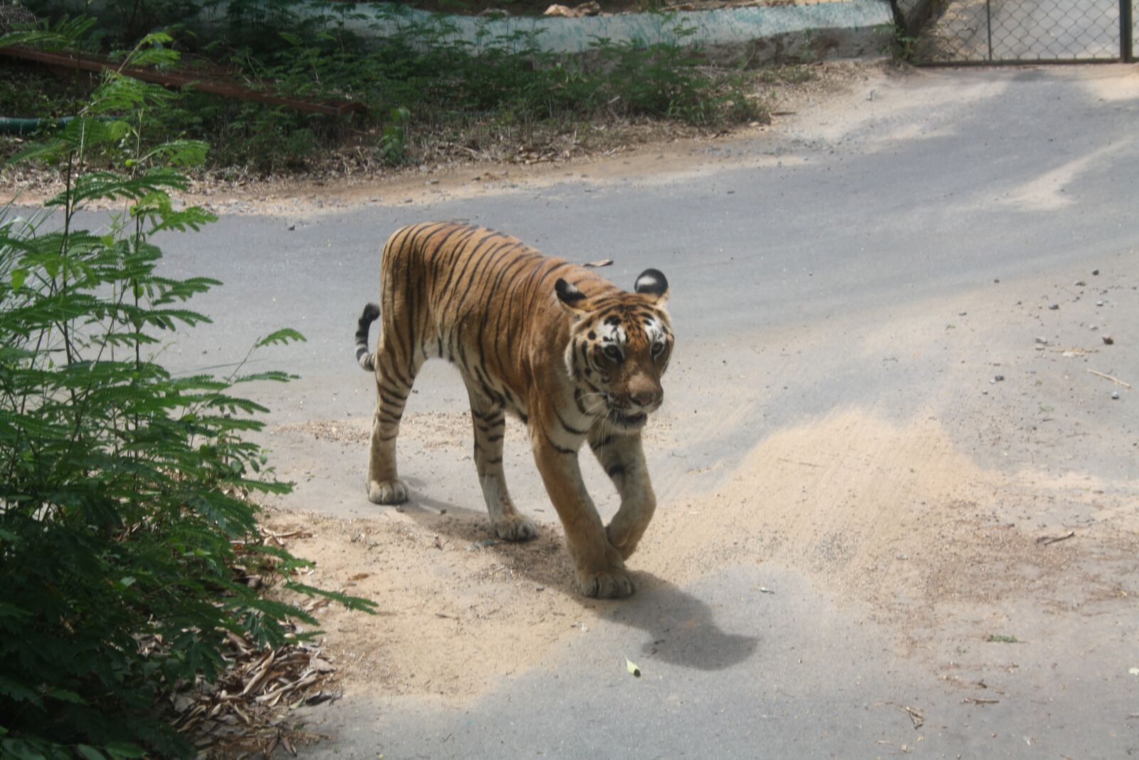 Canon EOS 1000D (EOS Digital Rebel XS / EOS Kiss F) sample photo. Tiger, wild cat, animal photography