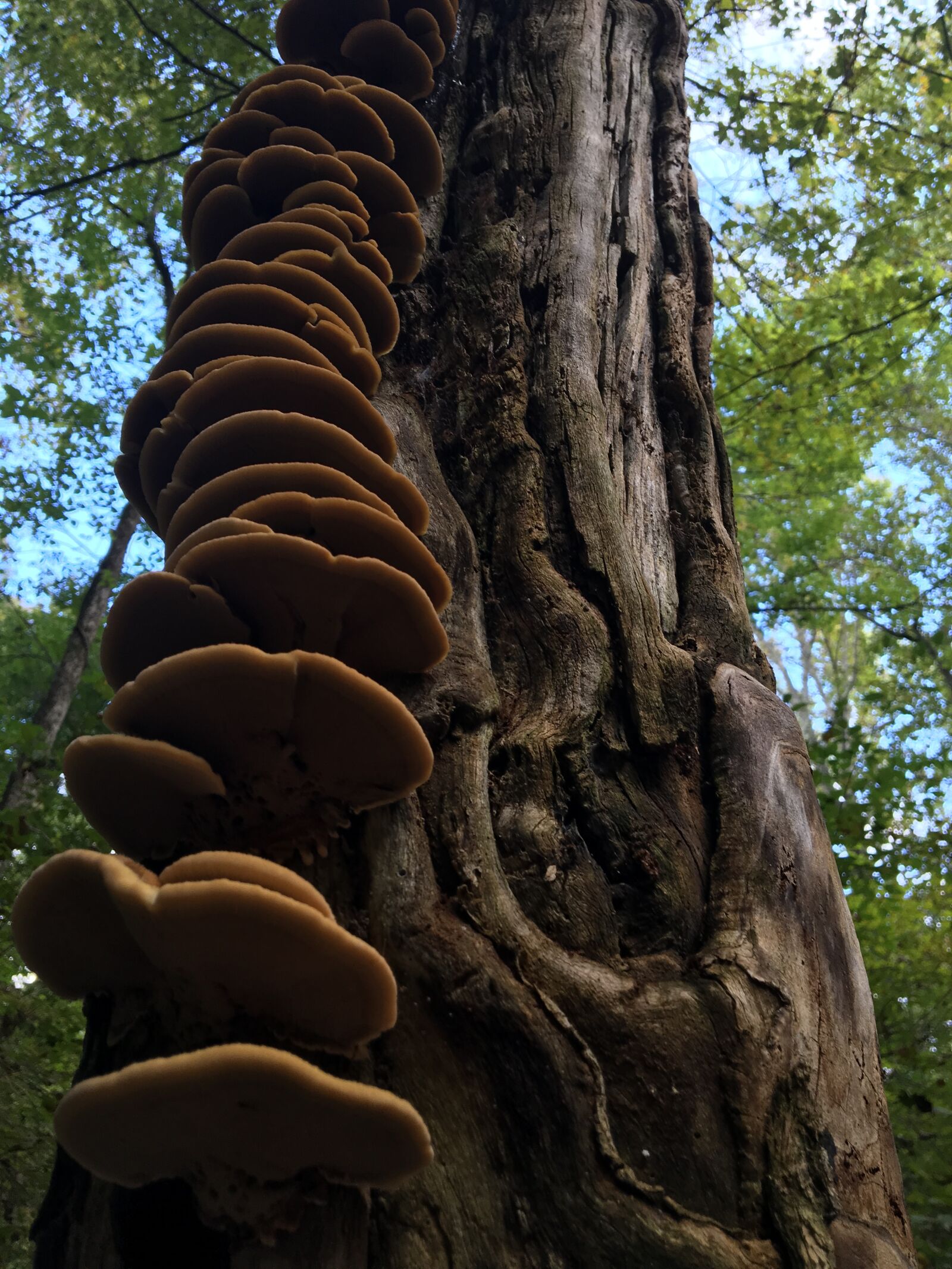 Apple iPhone 6s sample photo. Tree, fungi, mushroom photography