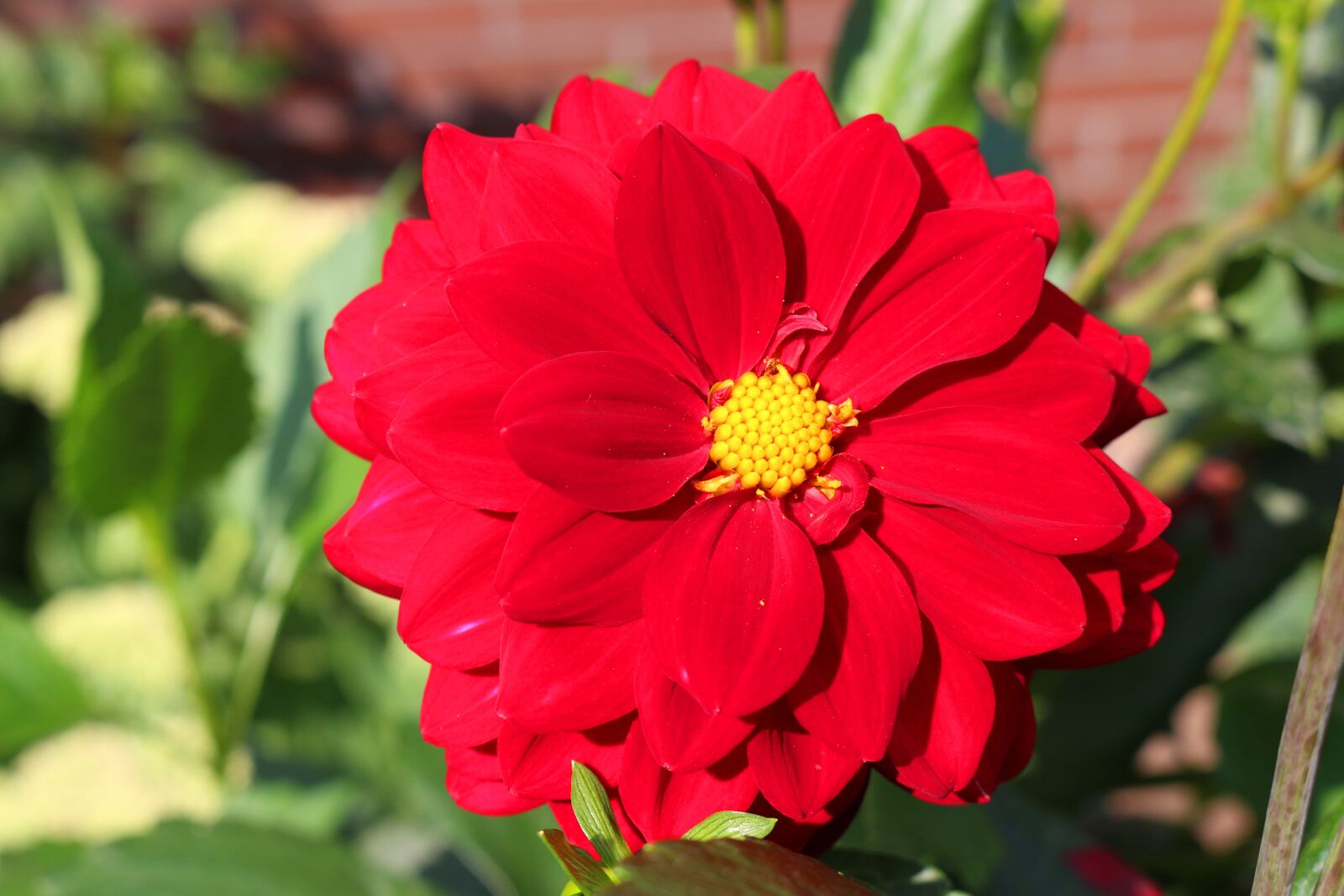 Canon EOS 700D (EOS Rebel T5i / EOS Kiss X7i) sample photo. Red dahlia, red, flower photography