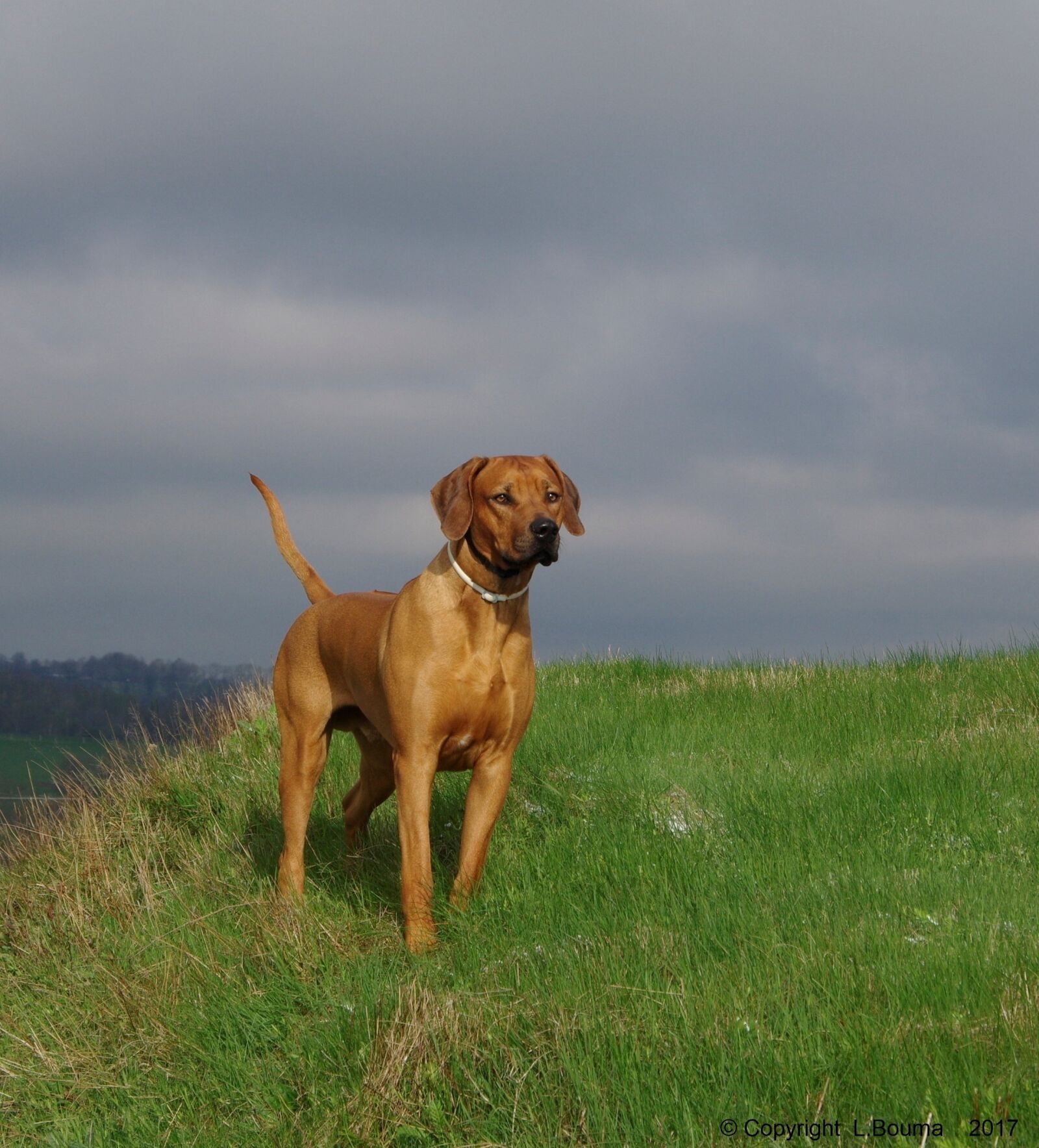 Pentax K-3 sample photo. Dog, ridgeback, rhodesian photography