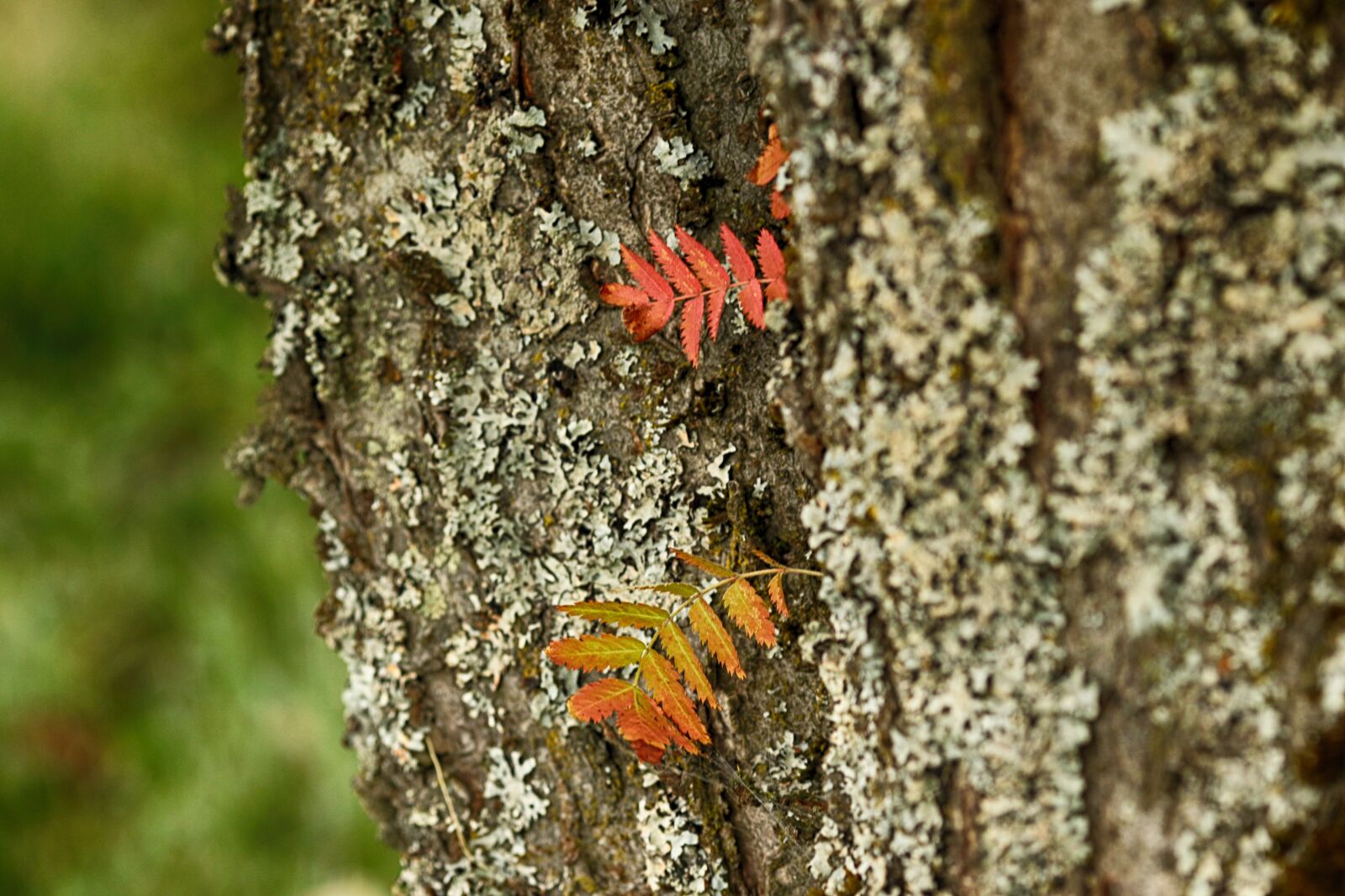 Canon EOS 7D Mark II sample photo. Leaf, wood, autumn photography