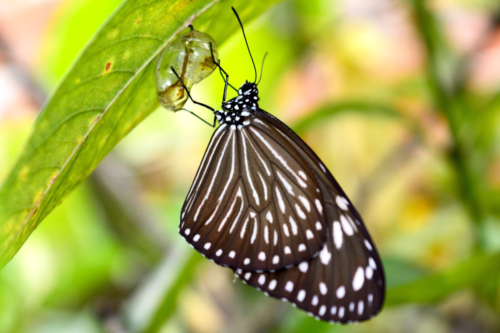 Nikon D5200 sample photo. Butterfly, moth, insect photography