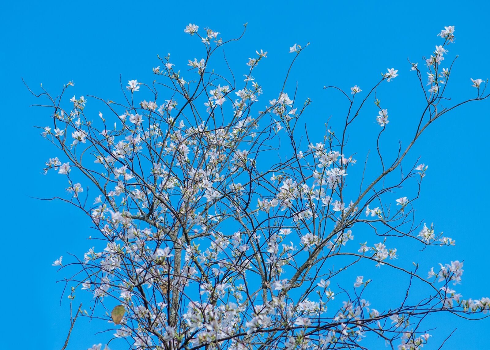 Nikon D300 sample photo. White, the morning, natural photography