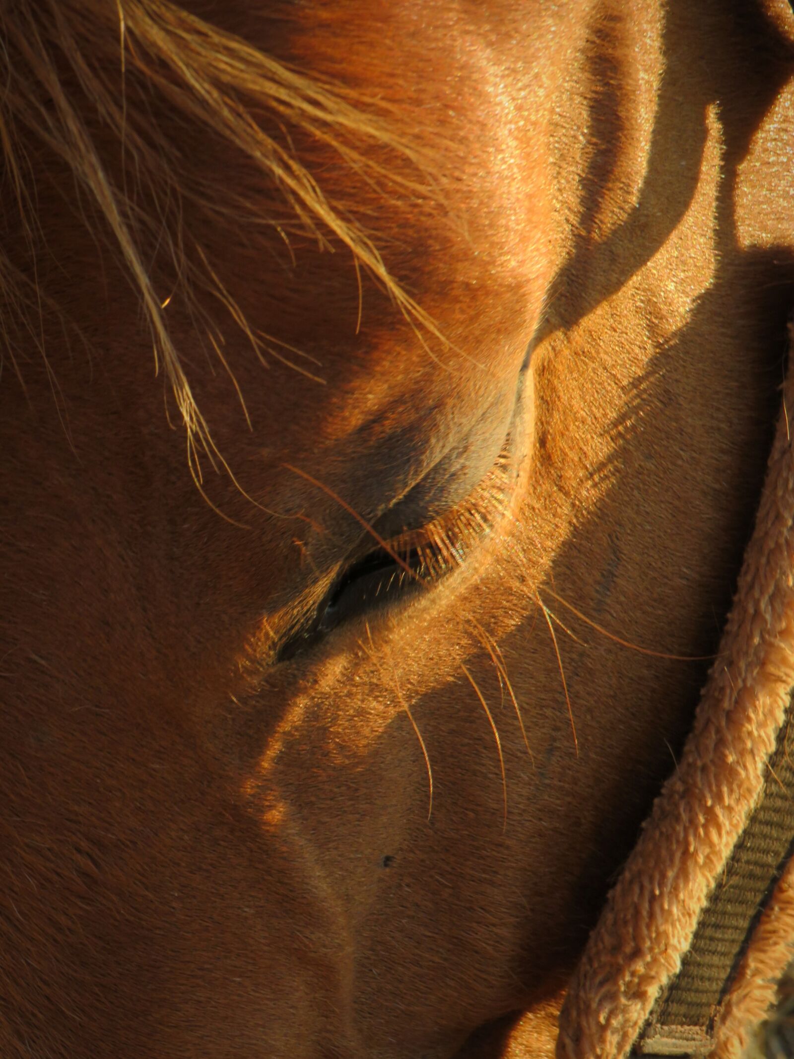 Canon PowerShot SX540 HS sample photo. Horse, animal house horse photography