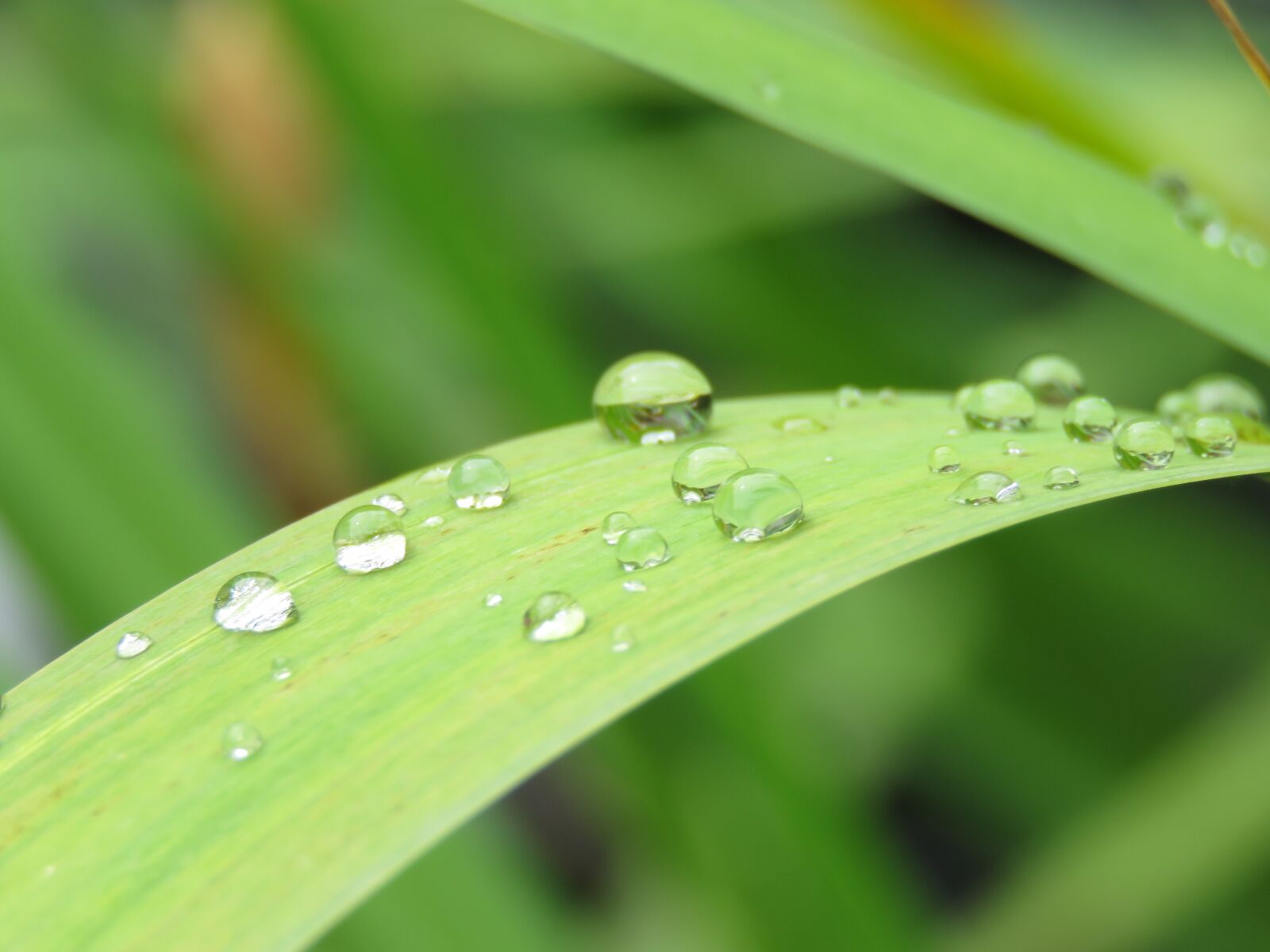 Canon PowerShot SX60 HS sample photo. Raindrops, sheet, raindrop photography