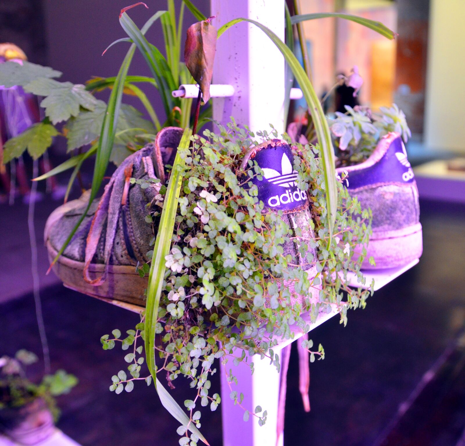 Nikon D7000 sample photo. Shoes, plant, recycling photography