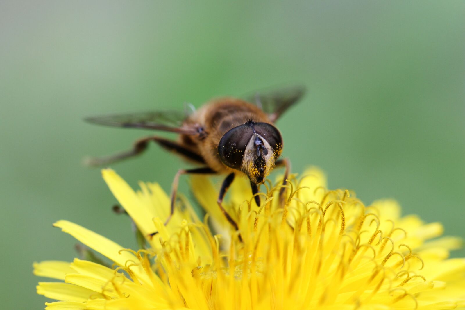 Canon EOS 550D (EOS Rebel T2i / EOS Kiss X4) sample photo. Insect, nature, macro photography