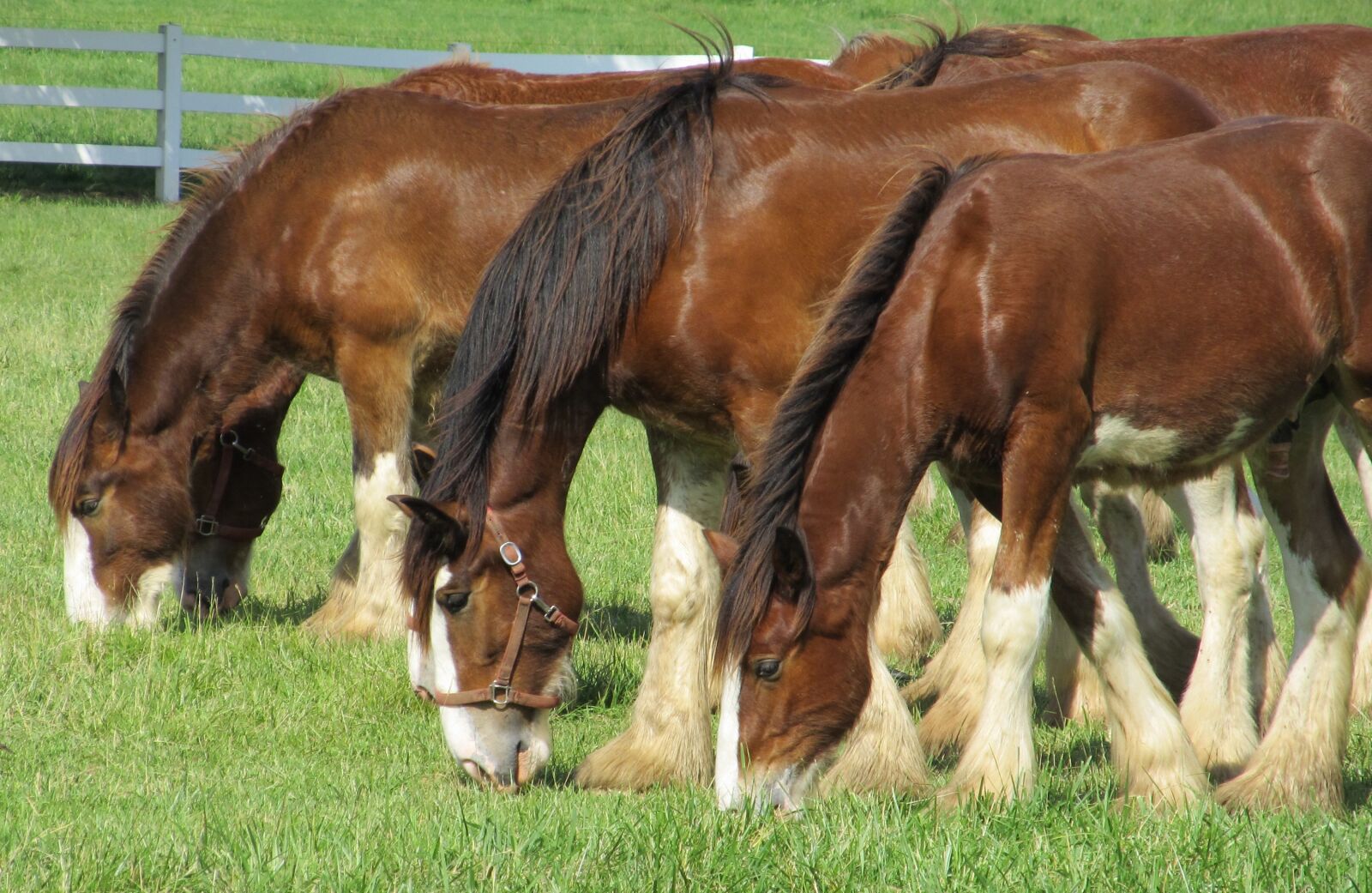 Canon PowerShot SX130 IS sample photo. Clydesdales, horses, yearlings photography