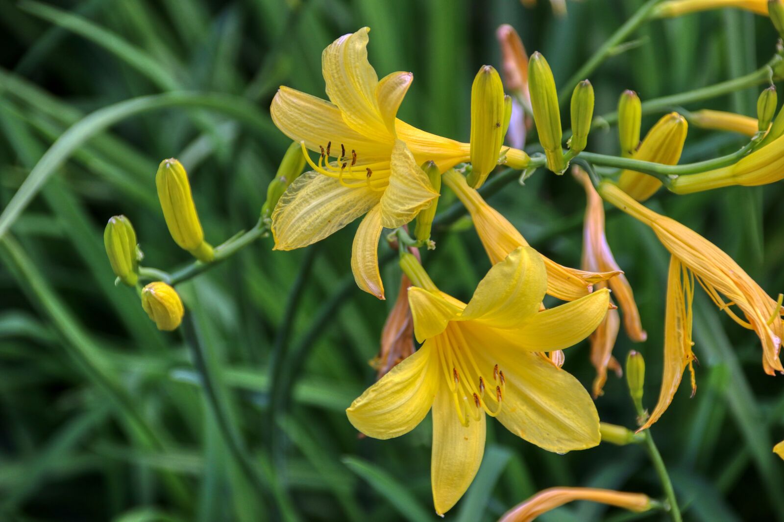 Canon EOS 80D sample photo. Lilies, yellow, flower photography