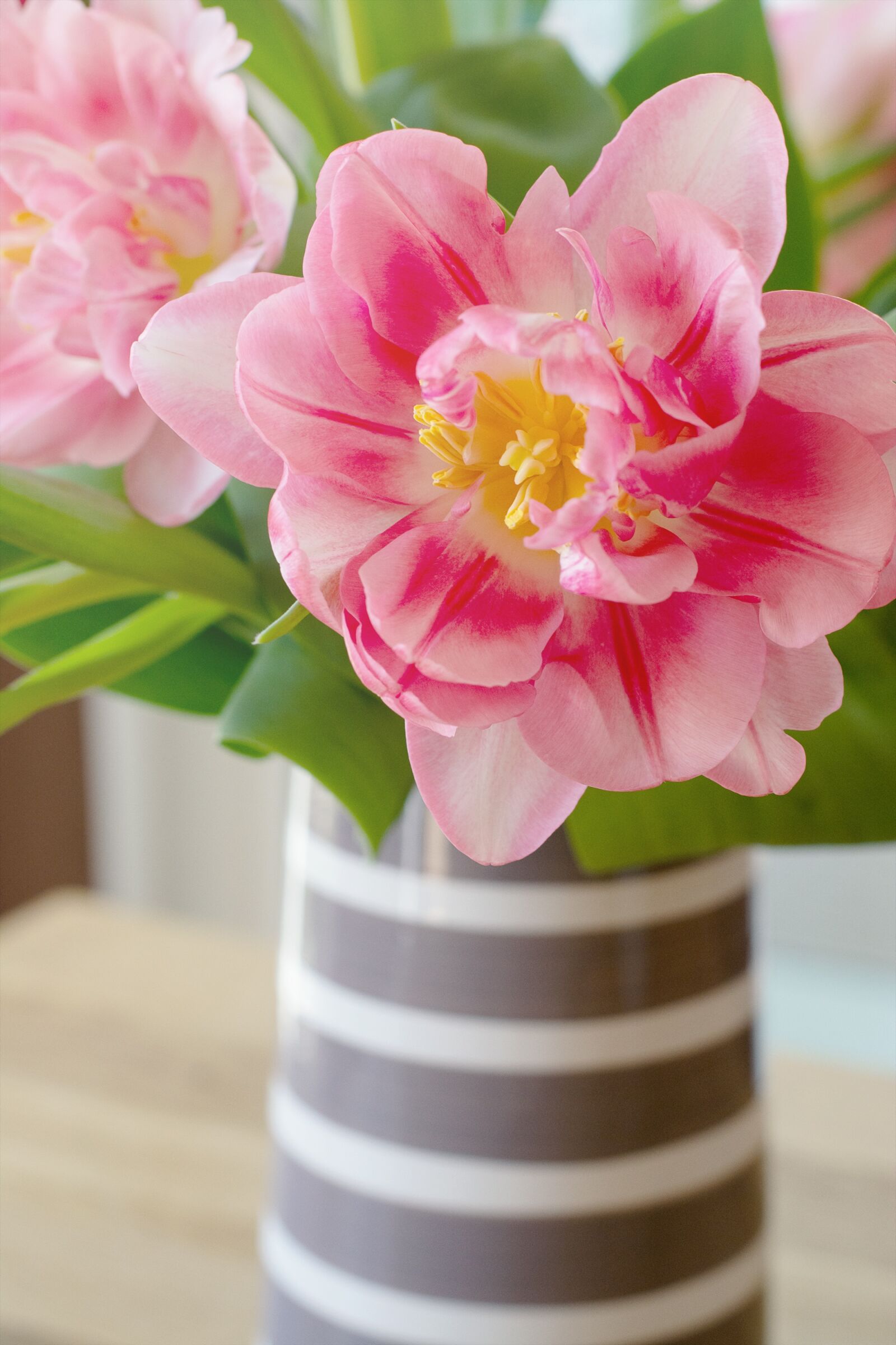 Nikon D7100 sample photo. Tulip, pink, flower photography