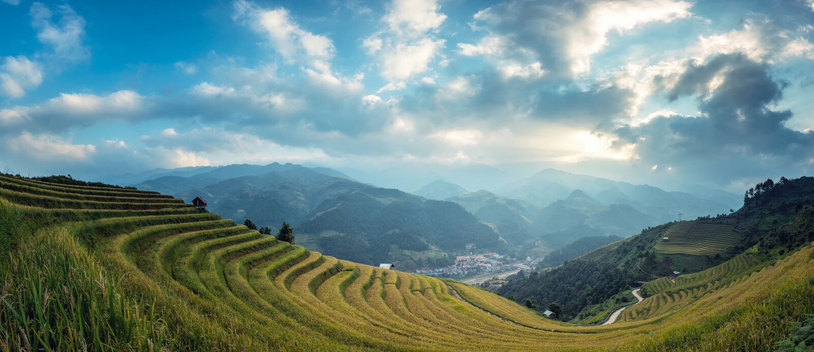 Nikon D810 sample photo. Agriculture, green, rice photography