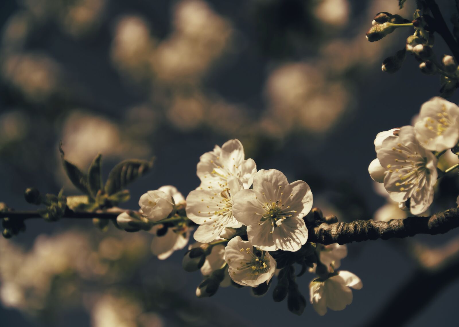 Nikon D5600 sample photo. Cherry blossoms, flowering twig photography