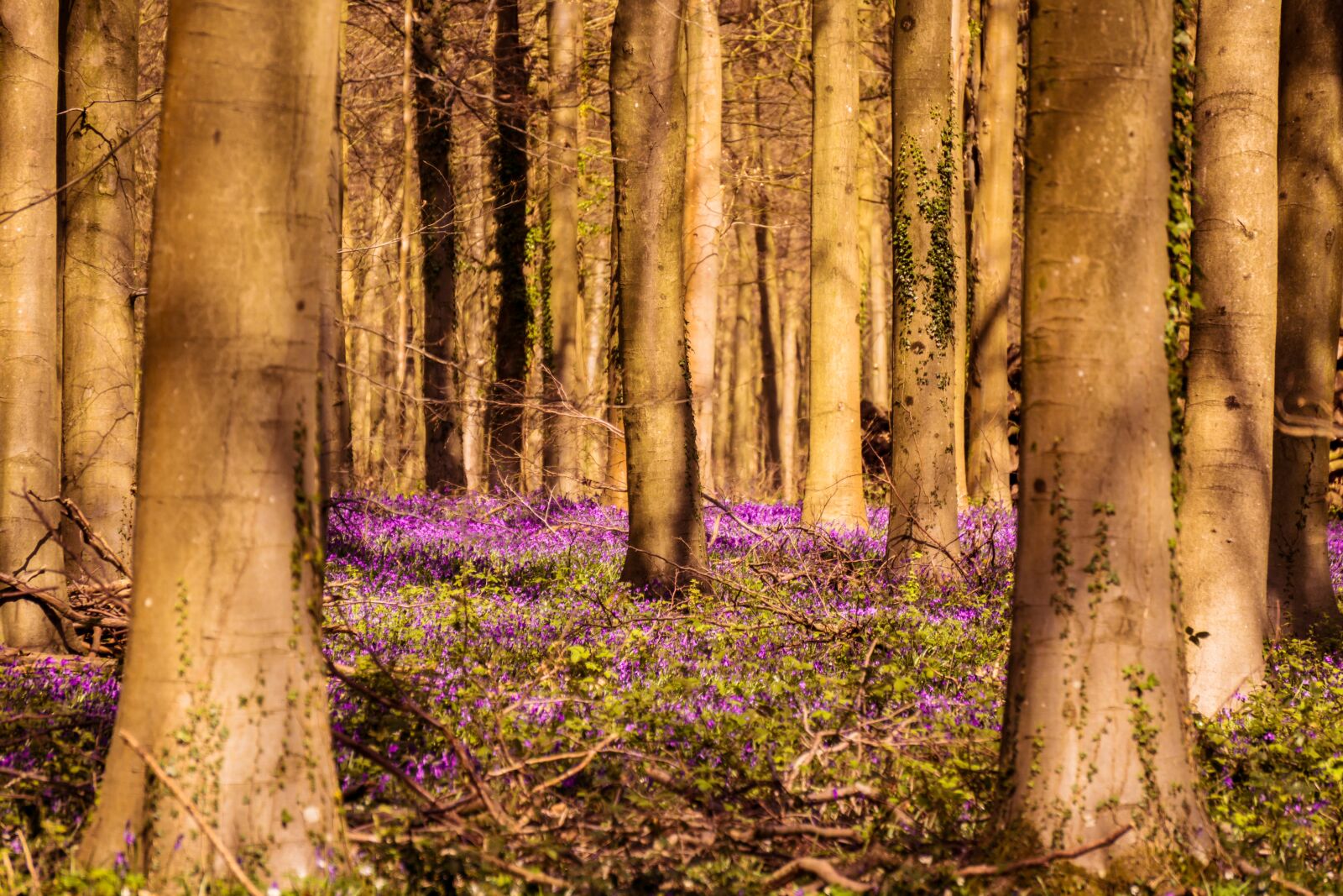 Sony E 55-210mm F4.5-6.3 OSS sample photo. Bluebells, woodland, springtime photography