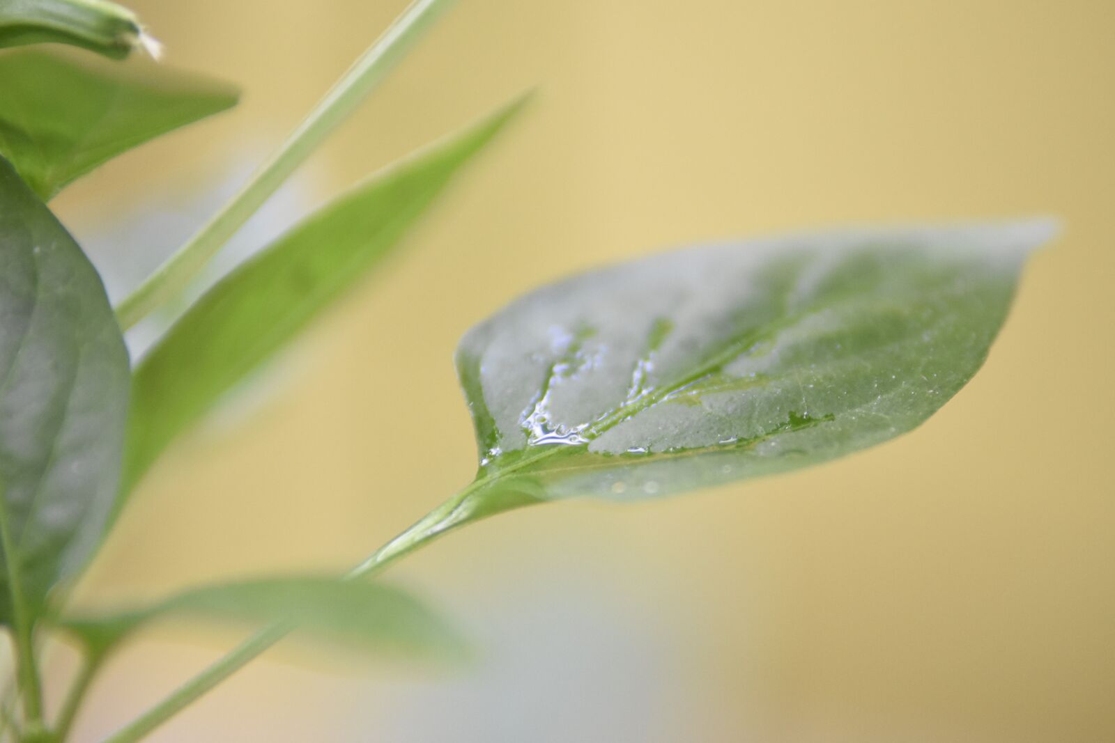 Nikon D7200 sample photo. Leaf, nature, paprika photography