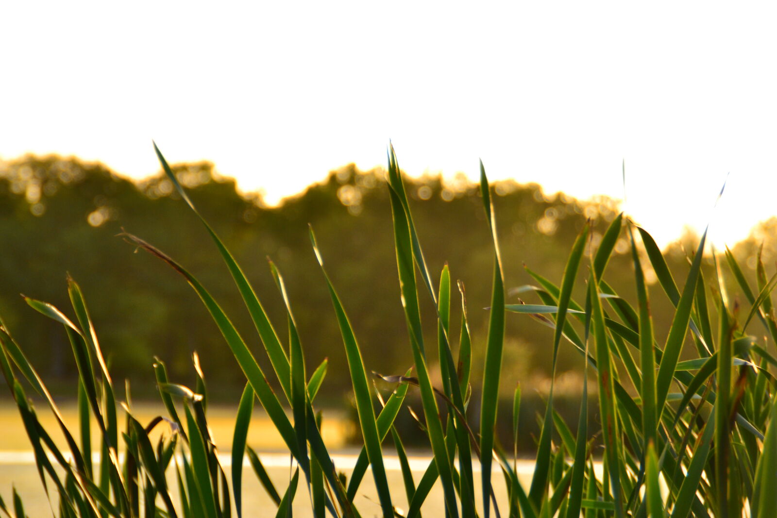 Nikon D3100 + Tamron AF 18-200mm F3.5-6.3 XR Di II LD Aspherical (IF) Macro sample photo. Green, leaves, nature, reed photography