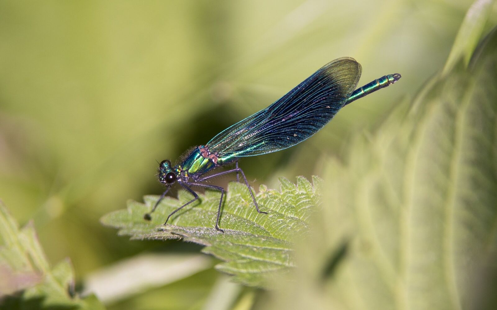 Nikon D4 sample photo. Banded demoiselle, dragonfly, insect photography