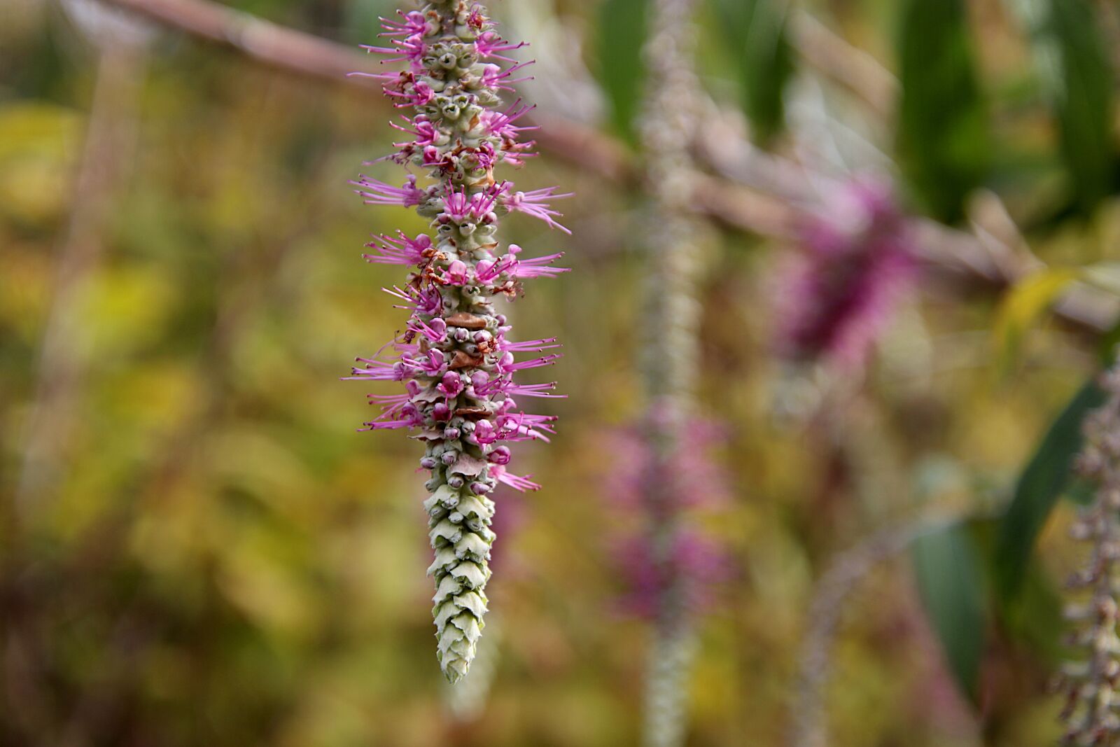 Canon EOS 800D (EOS Rebel T7i / EOS Kiss X9i) sample photo. Flower, color pink, inflorescence photography