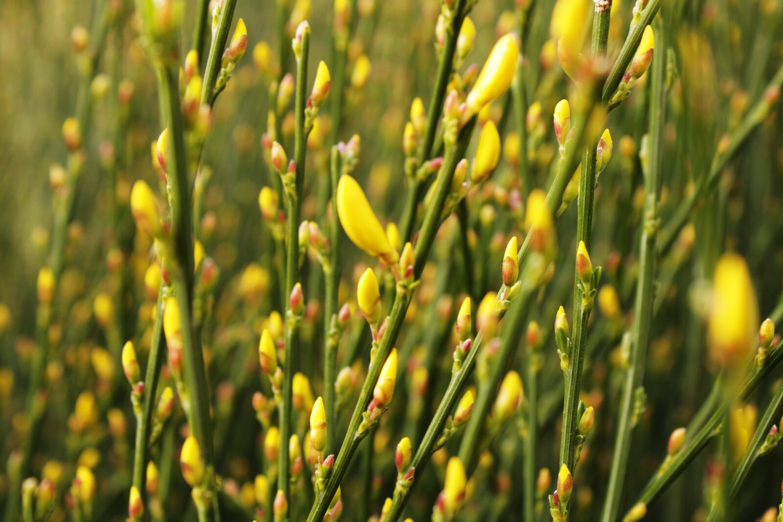 Canon EOS 2000D (EOS Rebel T7 / EOS Kiss X90 / EOS 1500D) sample photo. Yellow, green, cytisus scoparius photography