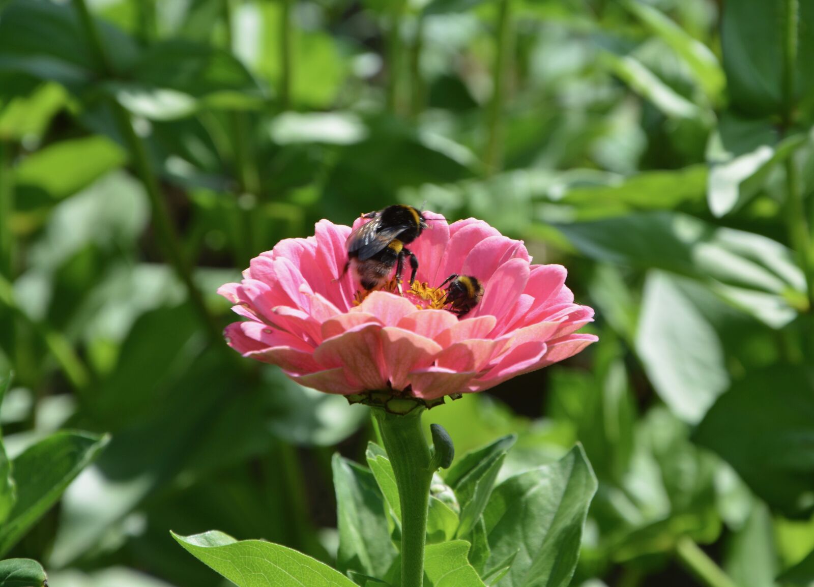 Nikon D5200 sample photo. Flowers, bees collect nectar photography