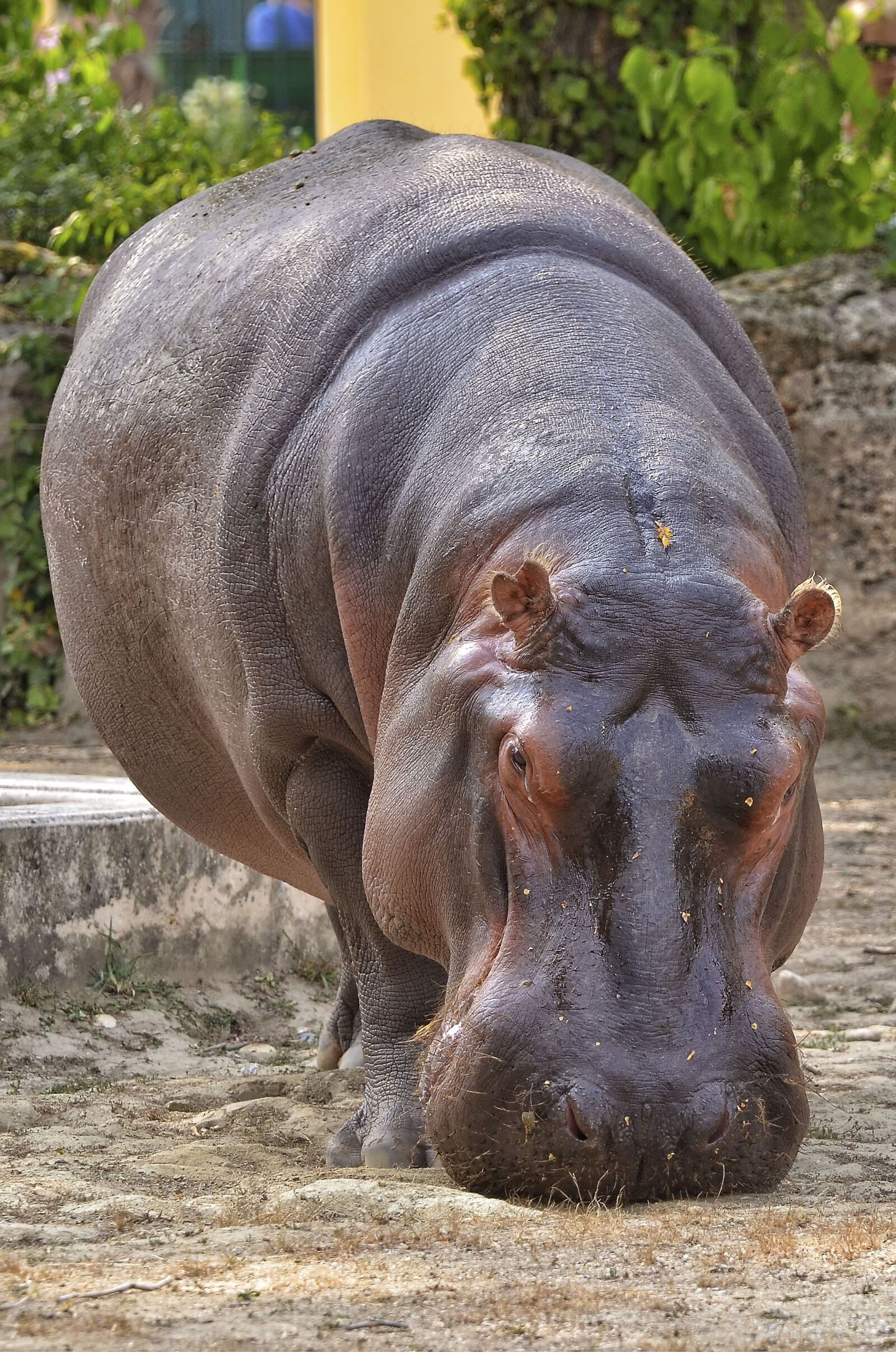 Nikon D7000 sample photo. Hippopotamus, hippo, zoo photography