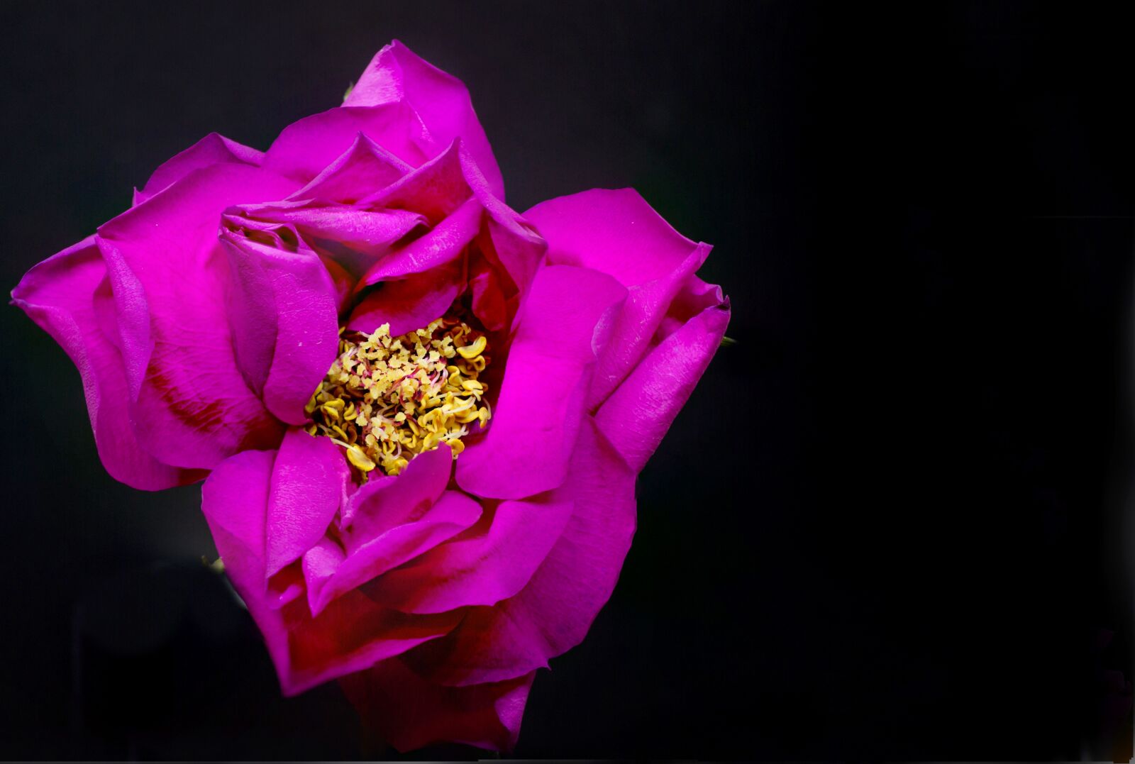Canon EOS 5D Mark III sample photo. Flower, nature, flora photography