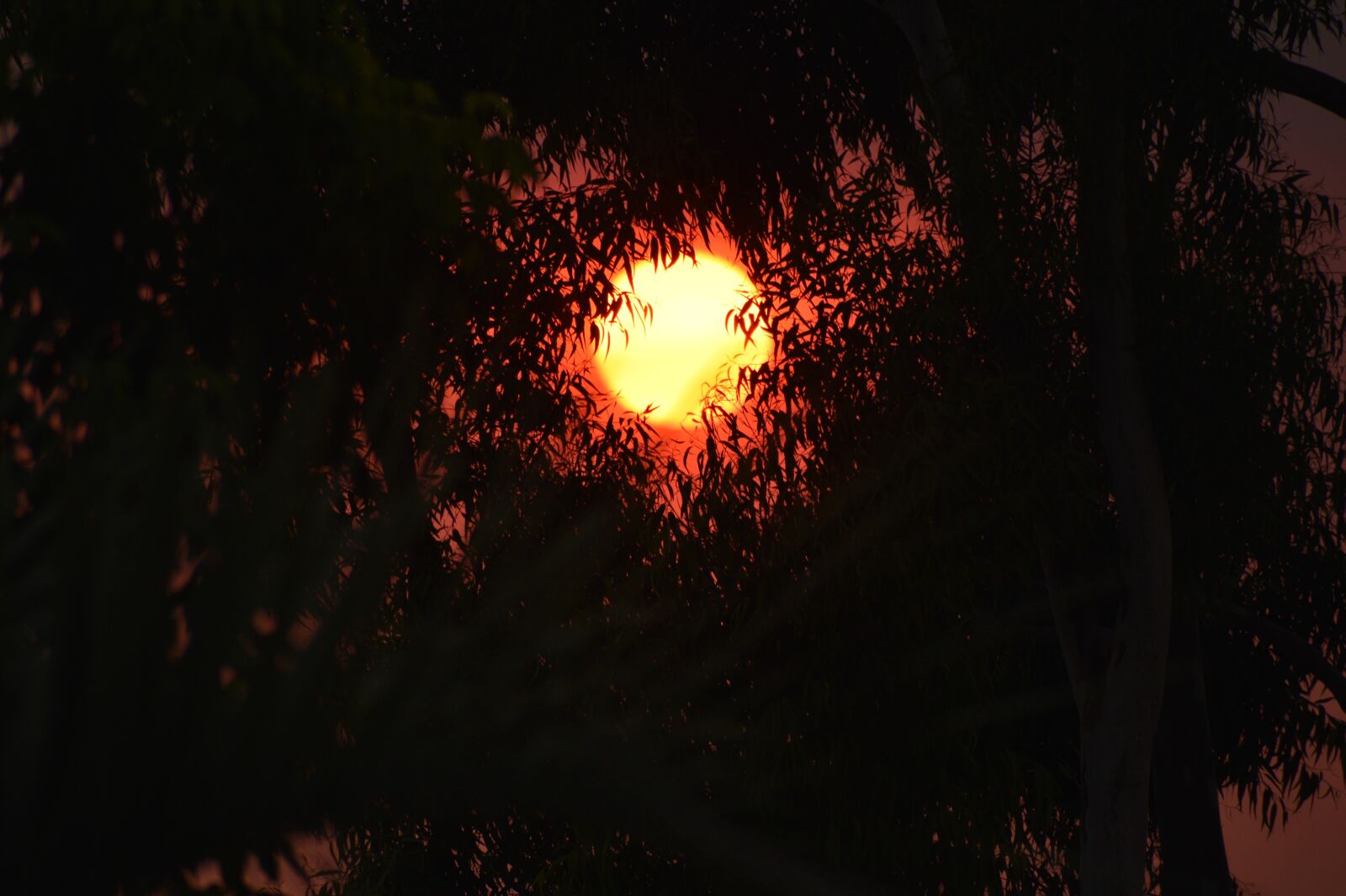Nikon D3500 sample photo. Sun, heat wave, summer photography