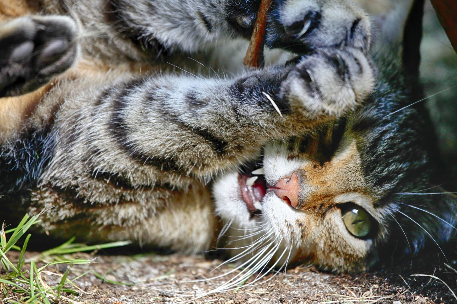 Canon EOS 5D Mark II sample photo. Cat, play, cute photography